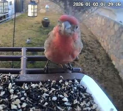 wansview Bird Feeder with Camera-Smart Bird Feeders for Outdoors Solar Powered, Birdhouse with Cam & Instant Alert, 2K Live Video, AI Identify Species, Ideal Gift for Tech Lovers, F1, Brown, 2.4G WiFi customer photo 1