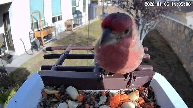 wansview Bird Feeder with Camera-Smart Bird Feeders for Outdoors Solar Powered, Birdhouse with Cam & Instant Alert, 2K Live Video, AI Identify Species, Ideal Gift for Tech Lovers, F1, Brown, 2.4G WiFi customer photo 2