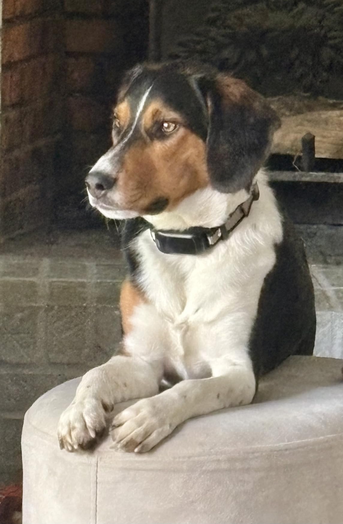 Delupet 2-in-1 Dog Bark & Shock Collar - 4500FT Dog Training Collar with Remote, 3 Training Modes & LED Light, IPX8 Waterproof E Collars with Anti-Barking for Small Medium Large Dog (Titanium) customer photo 1