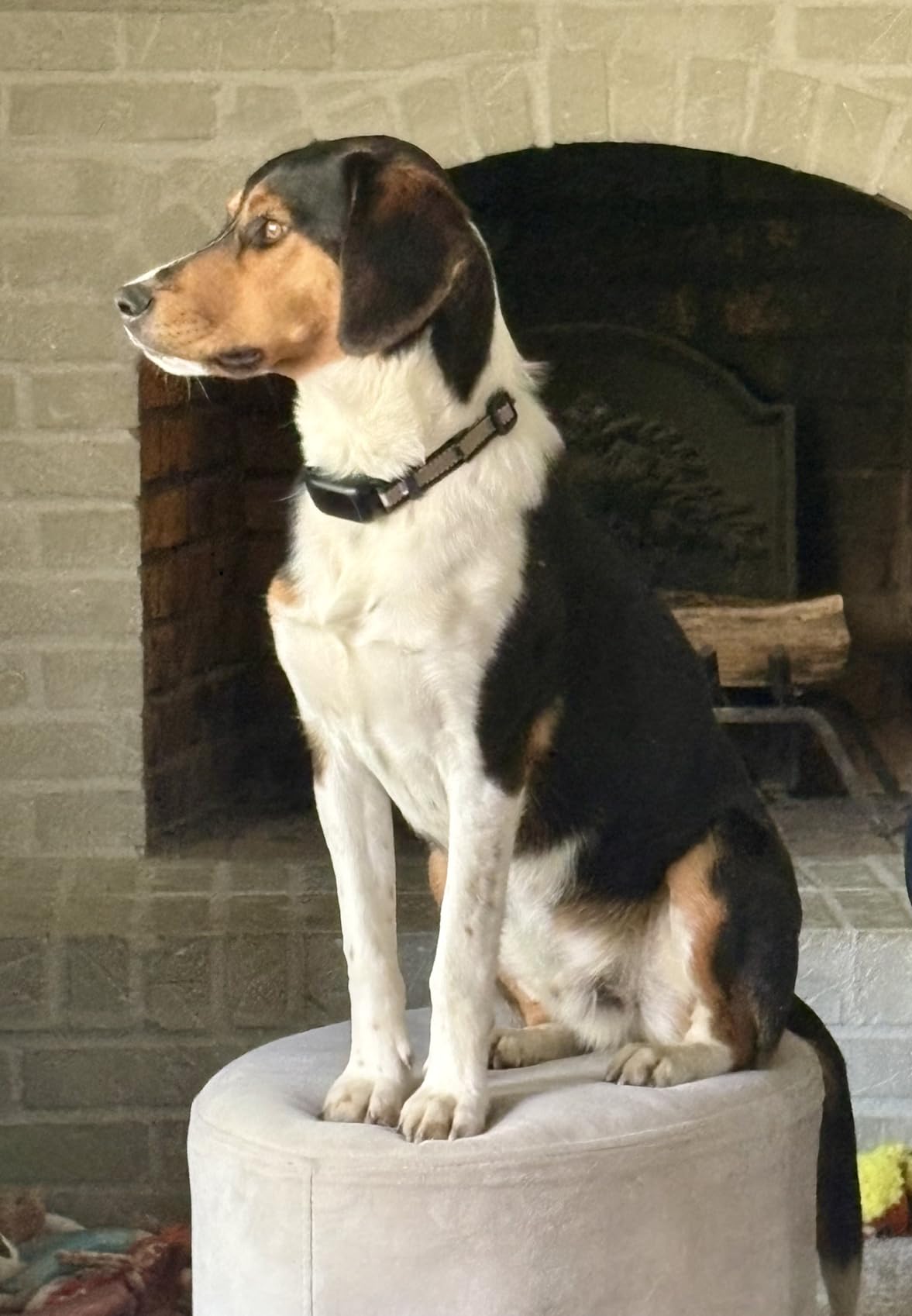 Delupet 2-in-1 Dog Bark & Shock Collar - 4500FT Dog Training Collar with Remote, 3 Training Modes & LED Light, IPX8 Waterproof E Collars with Anti-Barking for Small Medium Large Dog (Titanium) customer photo 2