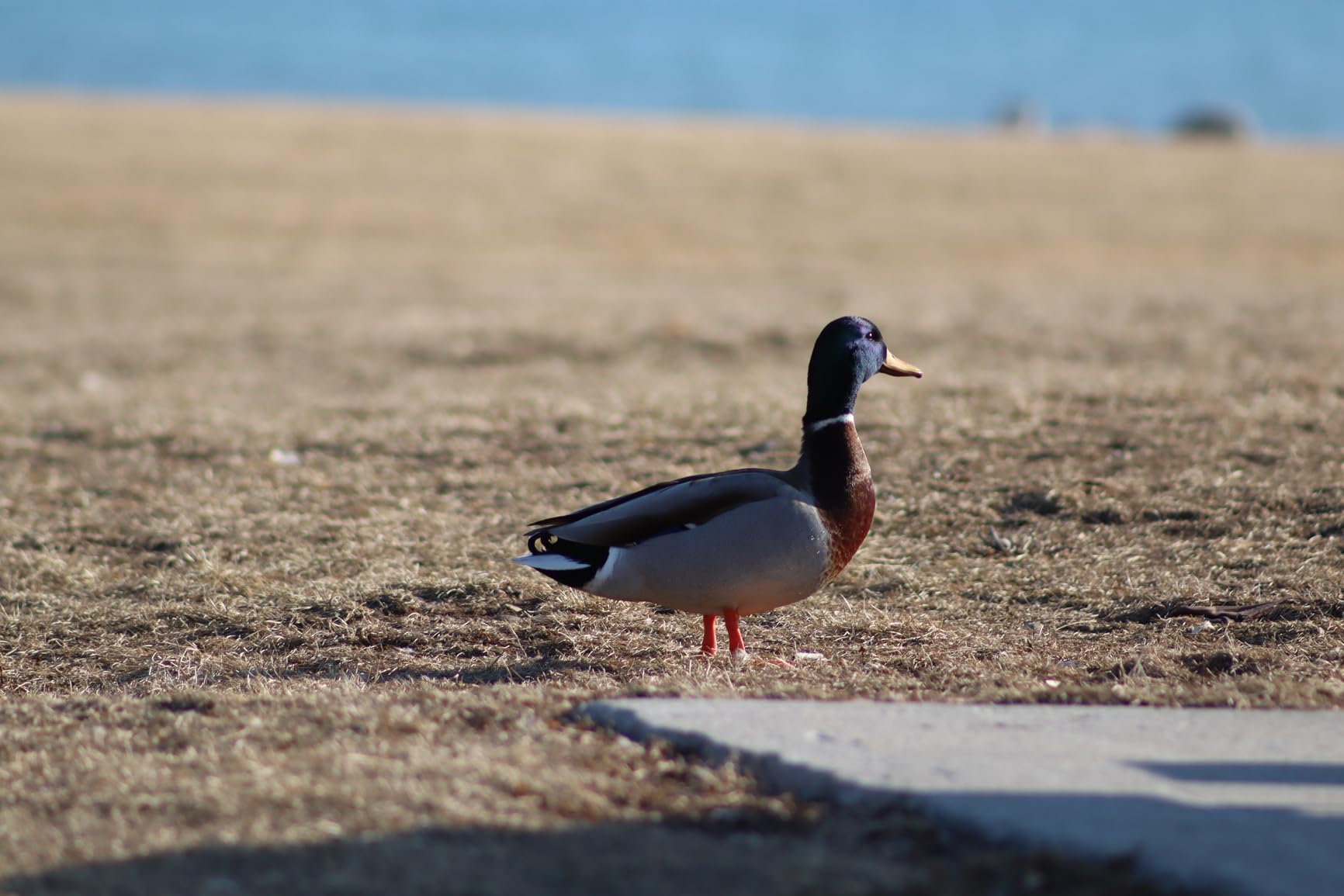 Canon RF 75-300mm f/4-5.6 Lens | Compact Telephoto Zoom with Versatile Focal Range & Smooth Autofocus | Great for Sports, Wildlife, Travel & Everyday Photography (7155C002) customer photo 1