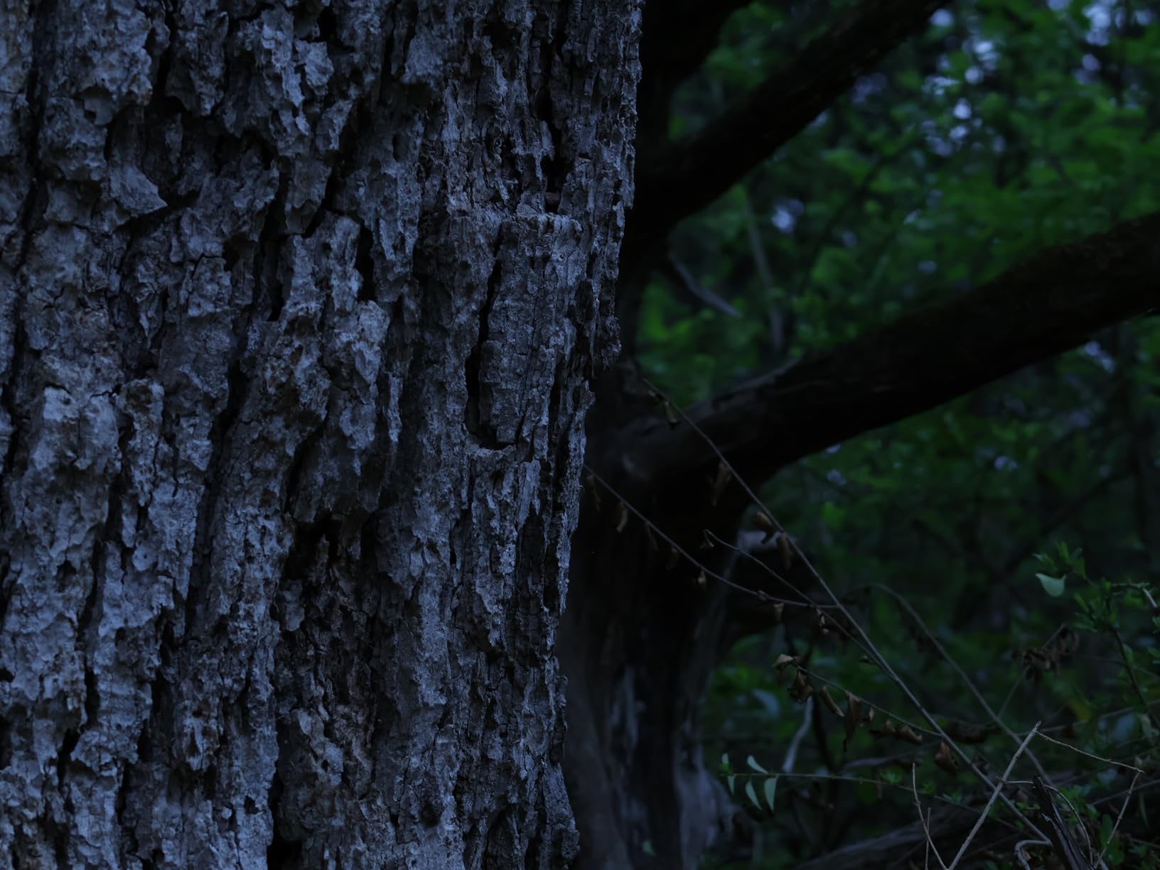 Canon RF 75-300mm f/4-5.6 Lens | Compact Telephoto Zoom with Versatile Focal Range & Smooth Autofocus | Great for Sports, Wildlife, Travel & Everyday Photography (7155C002) customer photo 2