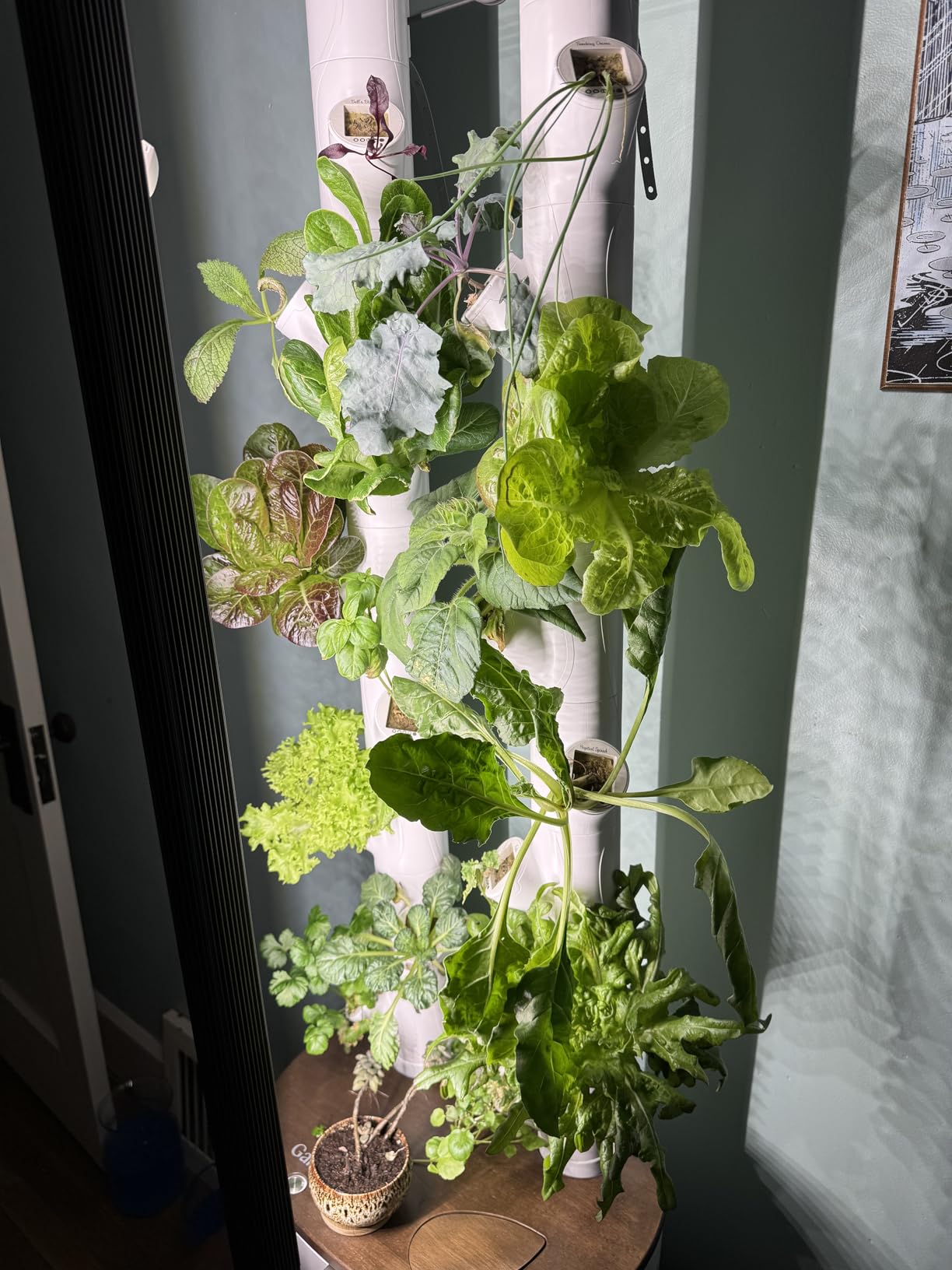Gardyn Home 4 Vertical Hydroponics Growing System Kit - 30 Non-GMO Plants, Herbs, Vegetables - Smart Tower Garden Hydroponic Herb Garden Planter Indoor Kit - Indoor Gardening System w/LED Grow Lights customer photo 2