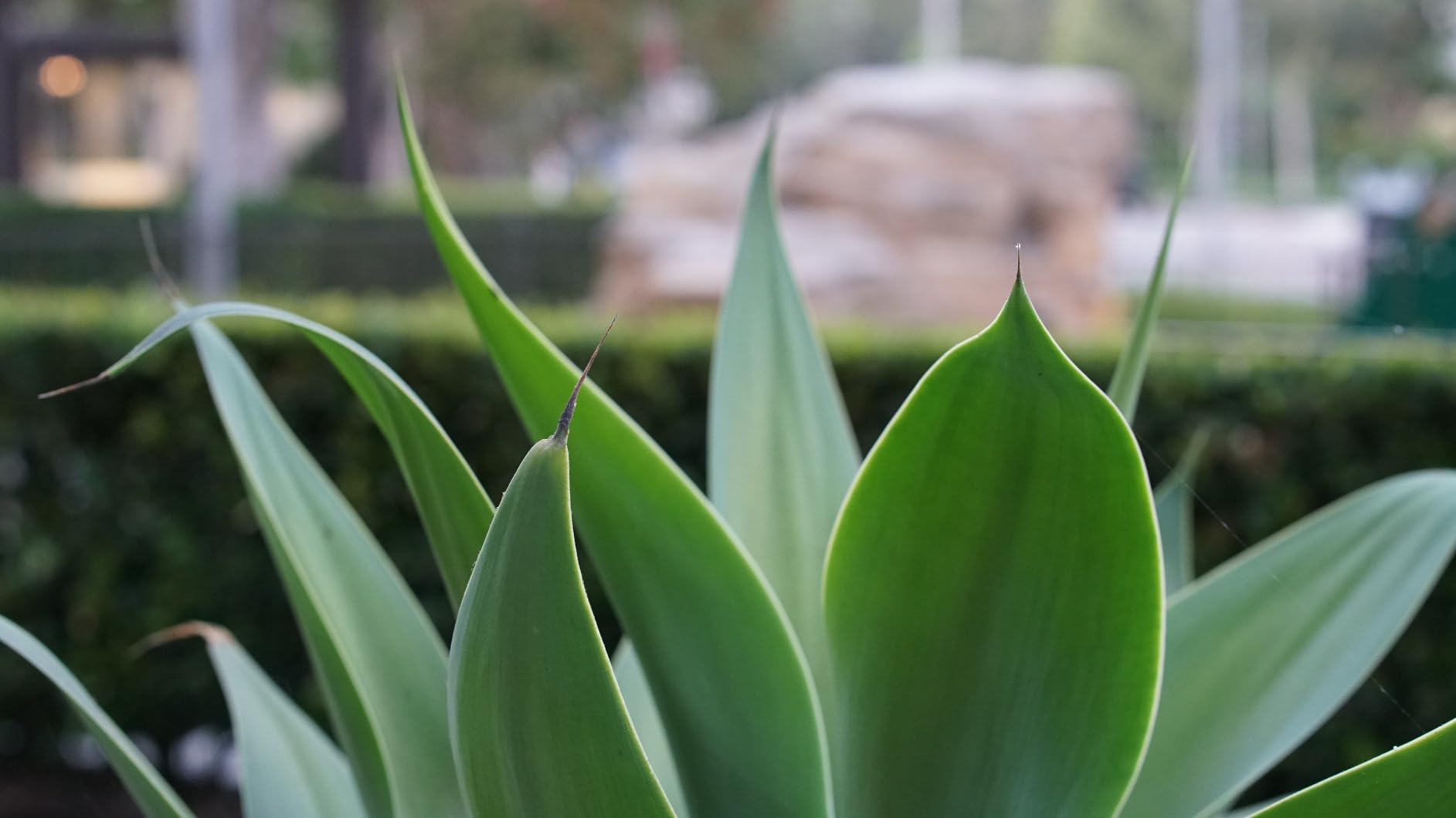 85mm F1.8 SE Mark II STM AF Full Frame Medium Telephoto Auto Focus High Resolution 8K Portrait Prime Lens customer photo 2