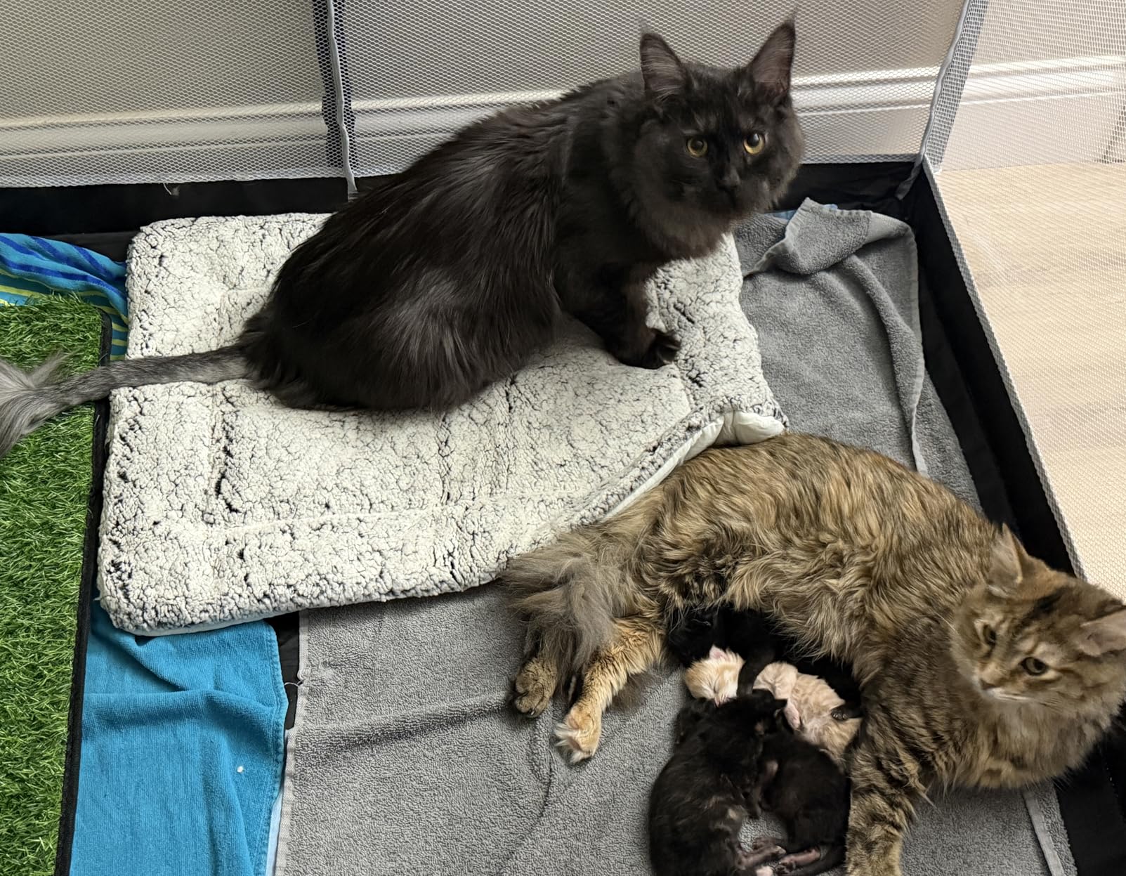 Dog Cooling Mat, Self Warming Cat Bed, Reversible Warm & Cooling Cat Bed, Winter Warm Cat Pad & Summer Cooling Cat Mat for Kittens & Small Dogs, Perfect for Crates, Beds & Sofas, Gray, 18