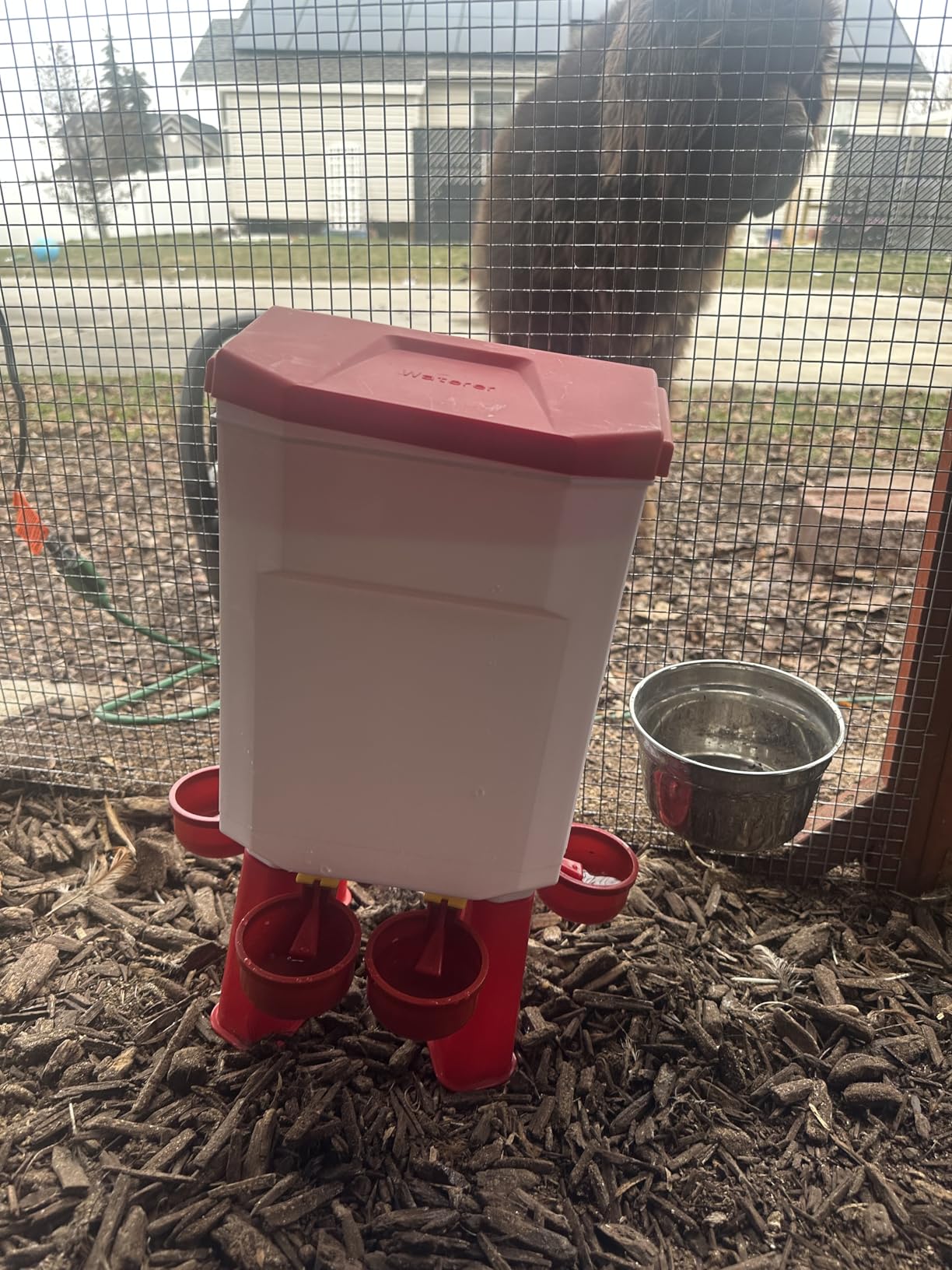 3 Gallon Heated Chicken Waterer, Chicken Water Heater with Thermostat Control, Winter Anti-Freezing Poultry Drinking Water Heater, Hanging/Standing customer photo 2