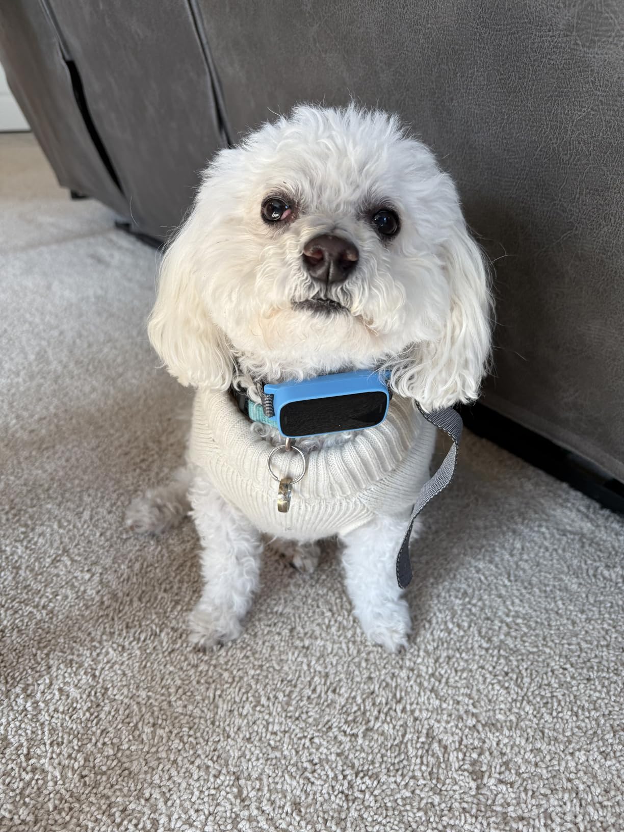 Ultrasonic Bark Collar for Large Medium Small Dogs, Humane No Bark Collar with Beep & Vibration, Smart Barking Collar with 7 Adjustable Sensitivity Levels, Rechargeable Bark Collar for Dogs, Waterproof customer photo 2