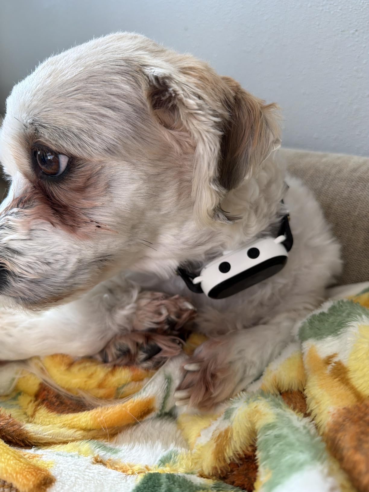 Dog Bark Collar for Small Medium Large Dogs 10-100lbs, Automatic Bark Device with Anti-False Trigger & Bark Count Tracking, 4 Training Modes and 8 Sensitivity to Effectively Stop Barking, Black customer photo 1