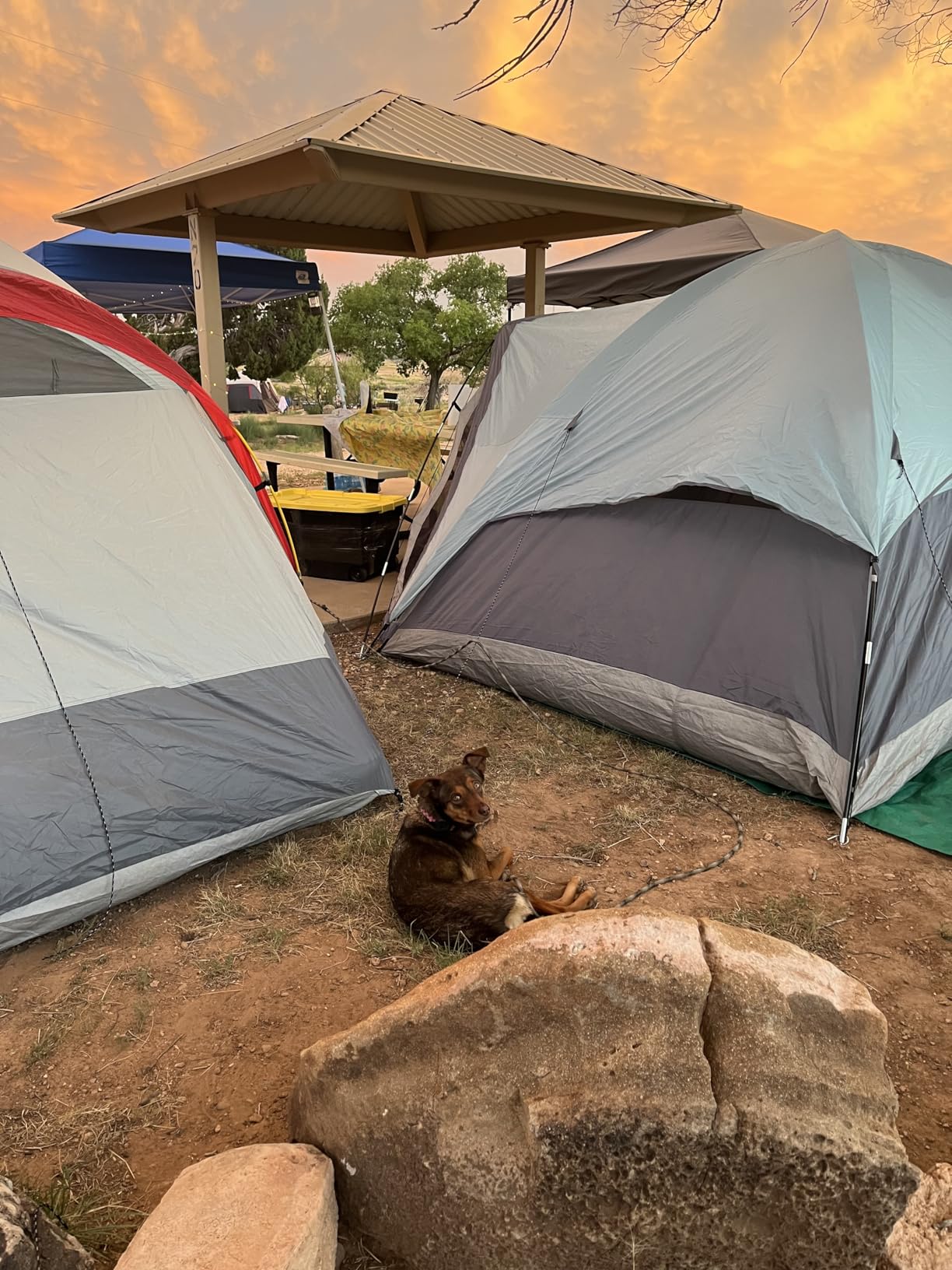 Smart Pet Tracker for Collar - Dog Trackers Pet Location Tracker with Holder, No Monthly Fee, Compatible with Apple Airtag Find My (iOS Only, Not for Android), Anti-Lost Device for Pets, Bag Straps customer photo 1