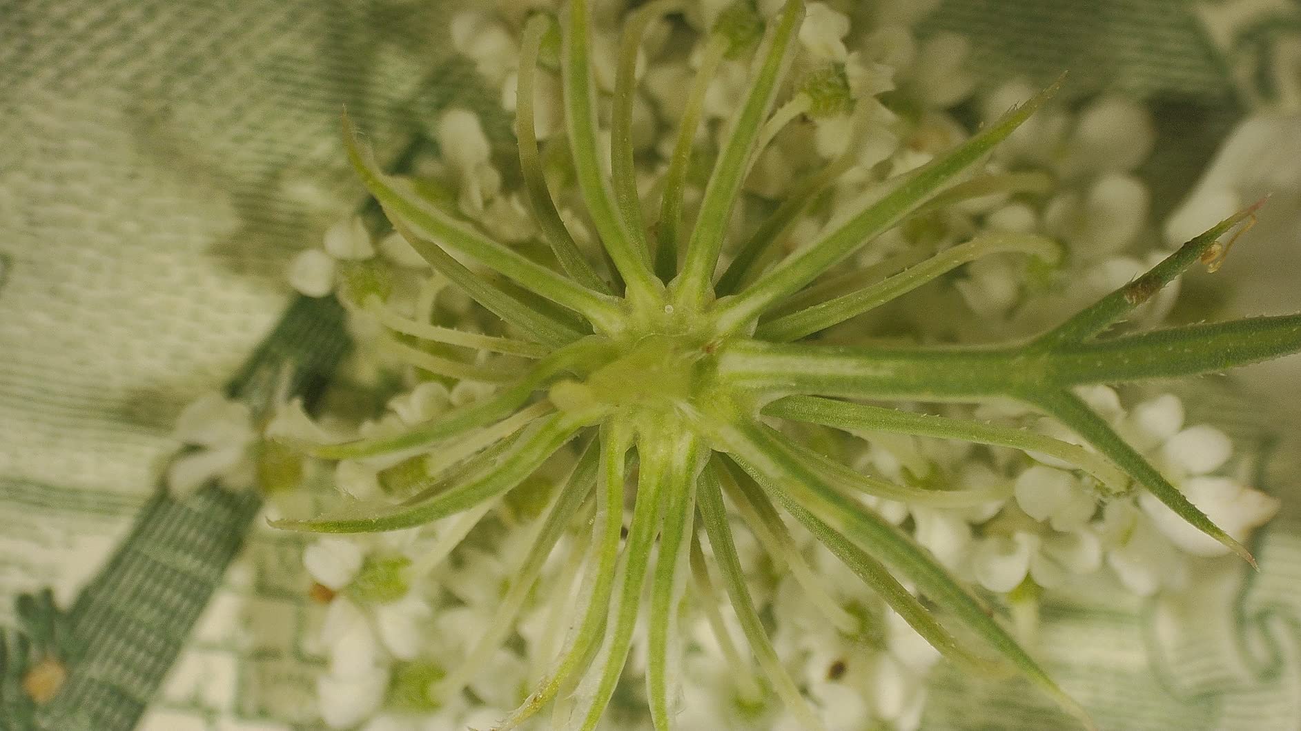 TOMLOV 3D Digital Soldering Microscope: Magnetic Dual Lens Micro Scope TM3K-3D Max For Adult, Coin Microscope with Flex Arm, 3K 10.1-Inch IPS Screen, HDMI/USB Output, Gooseneck Light, Repair Mat, 64GB customer photo 2