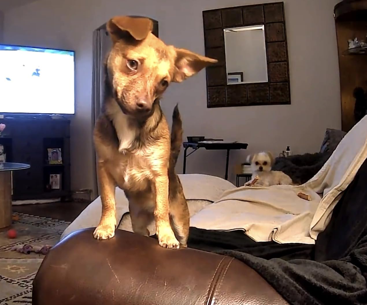 5MP Ultra HD Pet Camera - Dog Camera with Treat Dispenser, Remote Treat Tossing via Phone App, 360° Auto Tracking & Motion Alerts, 5G&2.4G WiFi for Cats Indoor customer photo 1