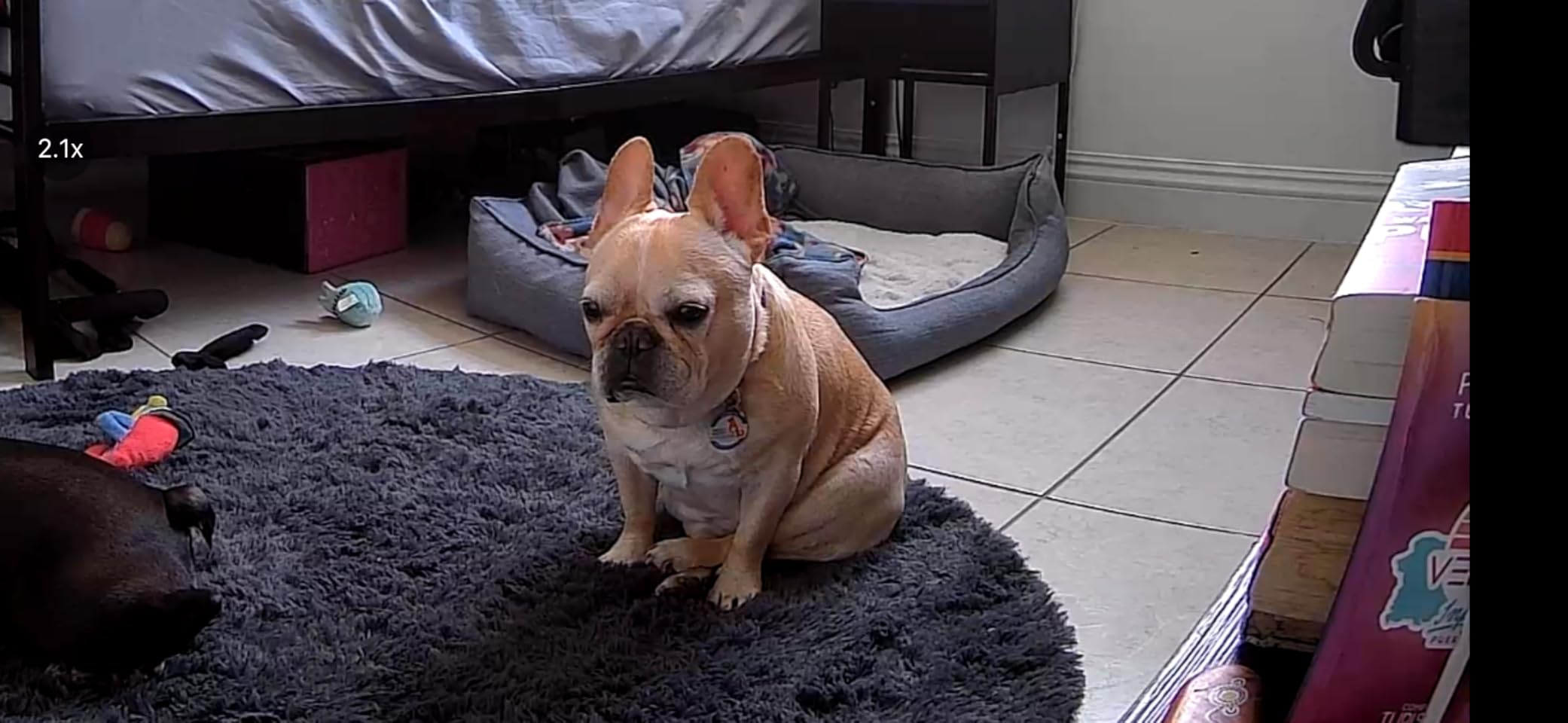 5MP Ultra HD Pet Camera - Dog Camera with Treat Dispenser, Remote Treat Tossing via Phone App, 360° Auto Tracking & Motion Alerts, 5G&2.4G WiFi for Cats Indoor customer photo 2