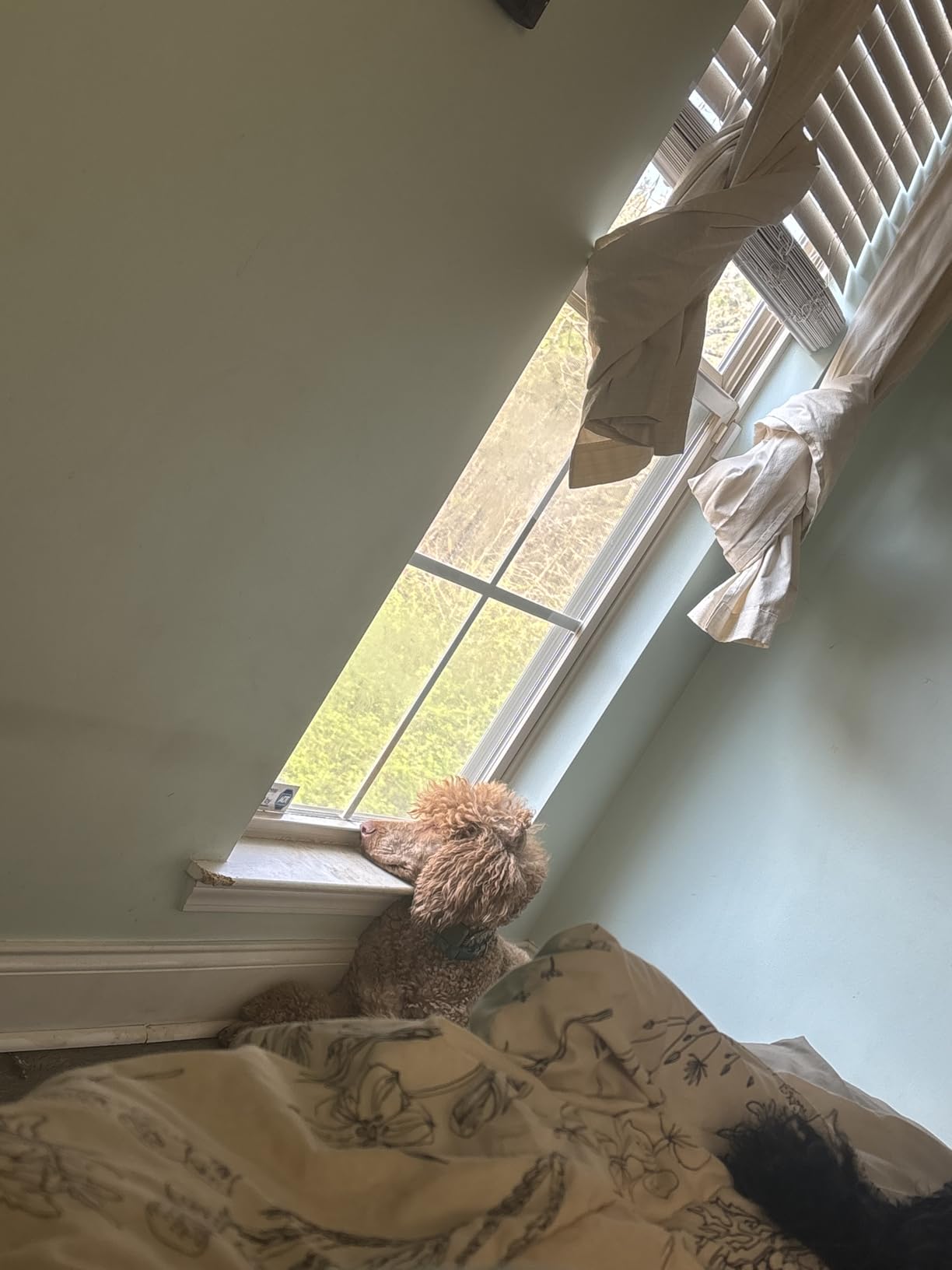 Dog Bark Collar for Large Medium Small Dogs, Effective No-Bark Collar, Smart Barking Collar, Rechargeable Bark Collar with 7-Level Sensitivity, 3 B & V Modes, Waterproof, Neon Orange customer photo 1