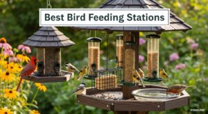 Best Bird Feeding Stations