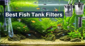 Best Fish Tank Filters