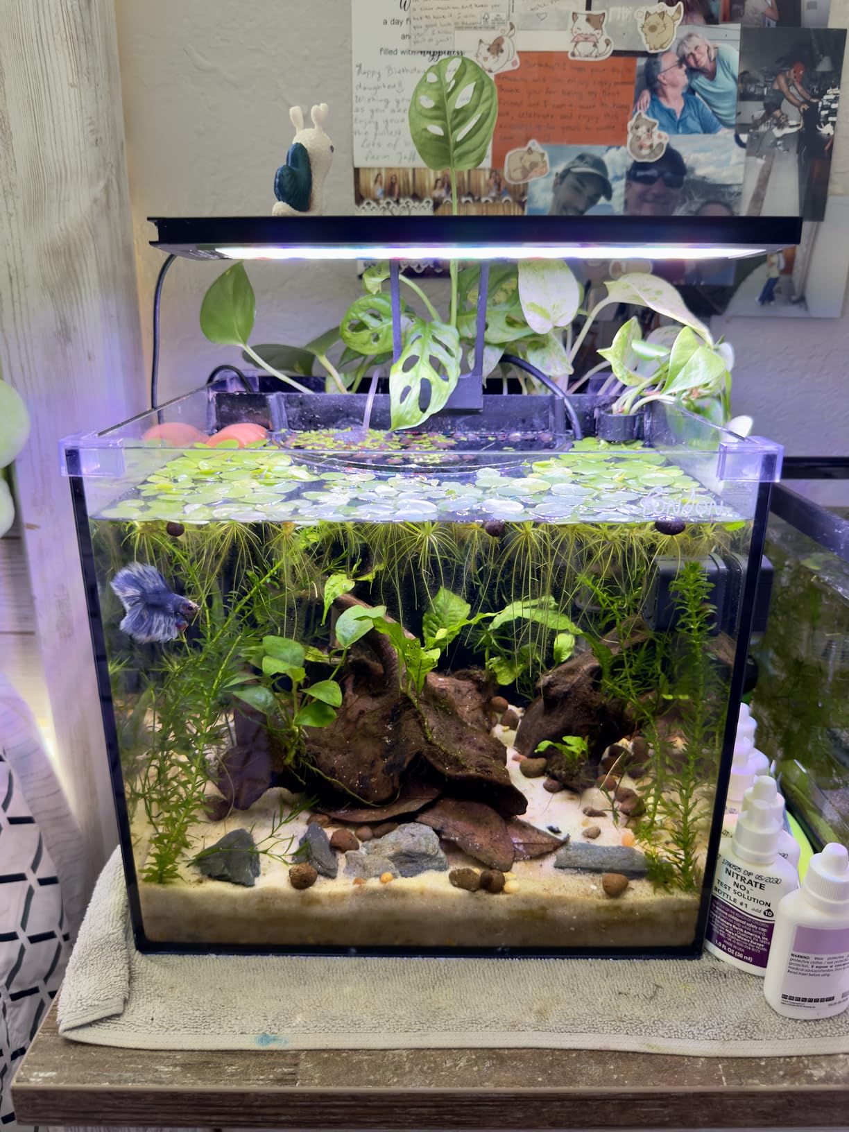 API FRESHWATER MASTER TEST KIT 800-Test Freshwater Aquarium Water Master Test Kit, White, Single, Multi-colored customer photo 1