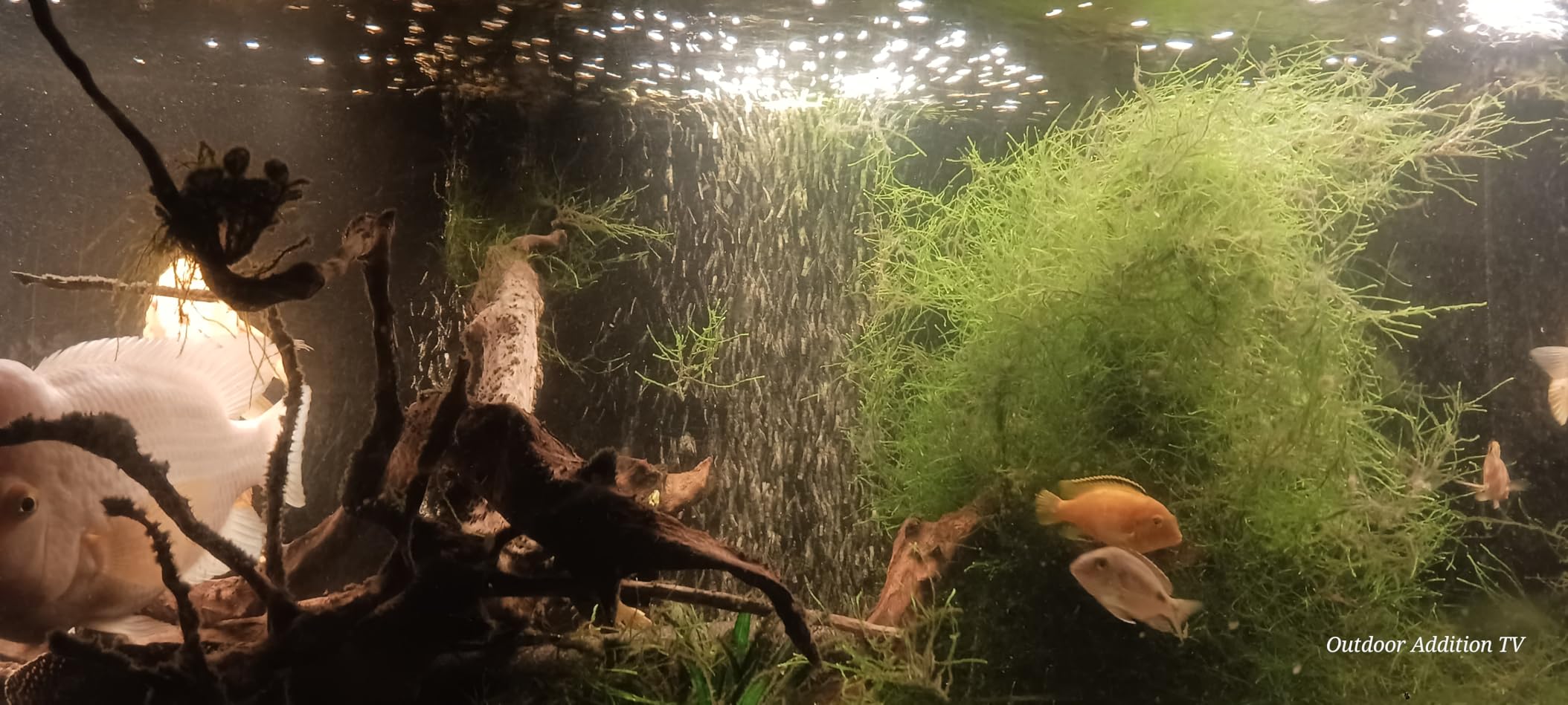 Tetra Whisper Air Pump 20 To 40 Gallons, For Aquariums, Powerful Airflow, Non-UL Listed customer photo 1