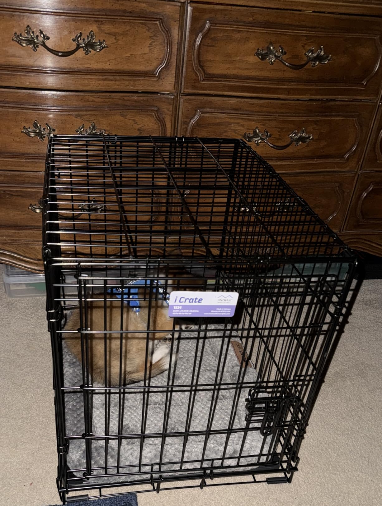 MidWest Homes for Pets 48-Inch iCrate for Extra-Large Breeds, 90-110 lbs, Single Door Folding Dog Crate with Divider Panel, Leak-Proof Tray & Secure Latches, Portable, Durable & Easy to Assemble customer photo 1