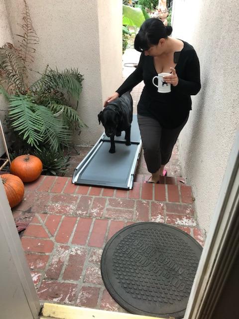 PetSafe Happy Ride Compact Telescoping Dog Ramp - Portable Pet Ramp for Cars, Trucks & SUVs with Adjustable Sizing - Non-Slip Design - Lightweight Pet Mobility Assistance customer photo 1