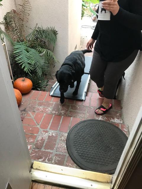 PetSafe Happy Ride Compact Telescoping Dog Ramp - Portable Pet Ramp for Cars, Trucks & SUVs with Adjustable Sizing - Non-Slip Design - Lightweight Pet Mobility Assistance customer photo 2