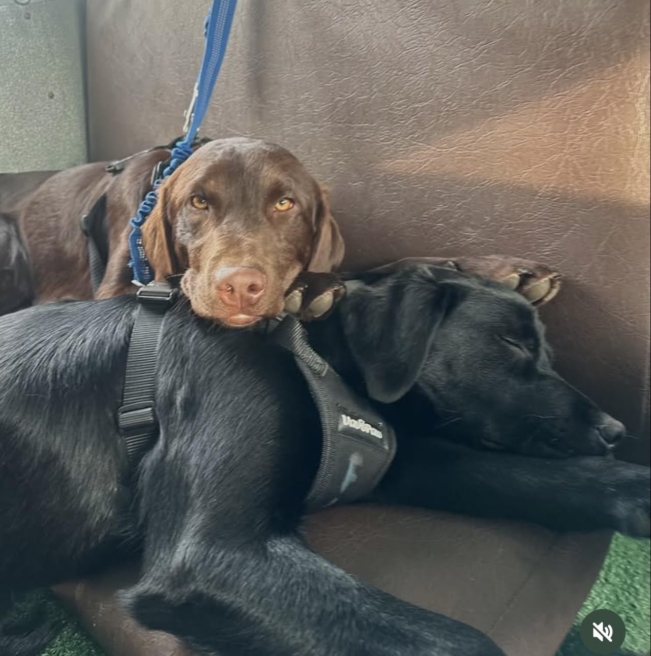 Puppia Soft Dog Harness No Choke Over-The-Head Triple Layered Breathable Mesh Adjustable Chest Belt and Quick-Release Buckle, Pink, Small customer photo 1