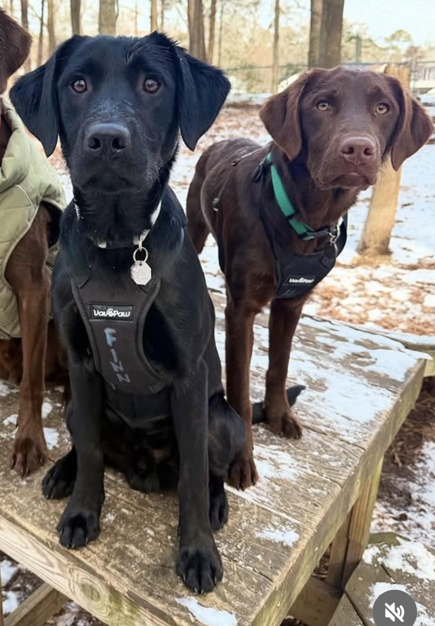 Puppia Soft Dog Harness No Choke Over-The-Head Triple Layered Breathable Mesh Adjustable Chest Belt and Quick-Release Buckle, Pink, Small customer photo 2