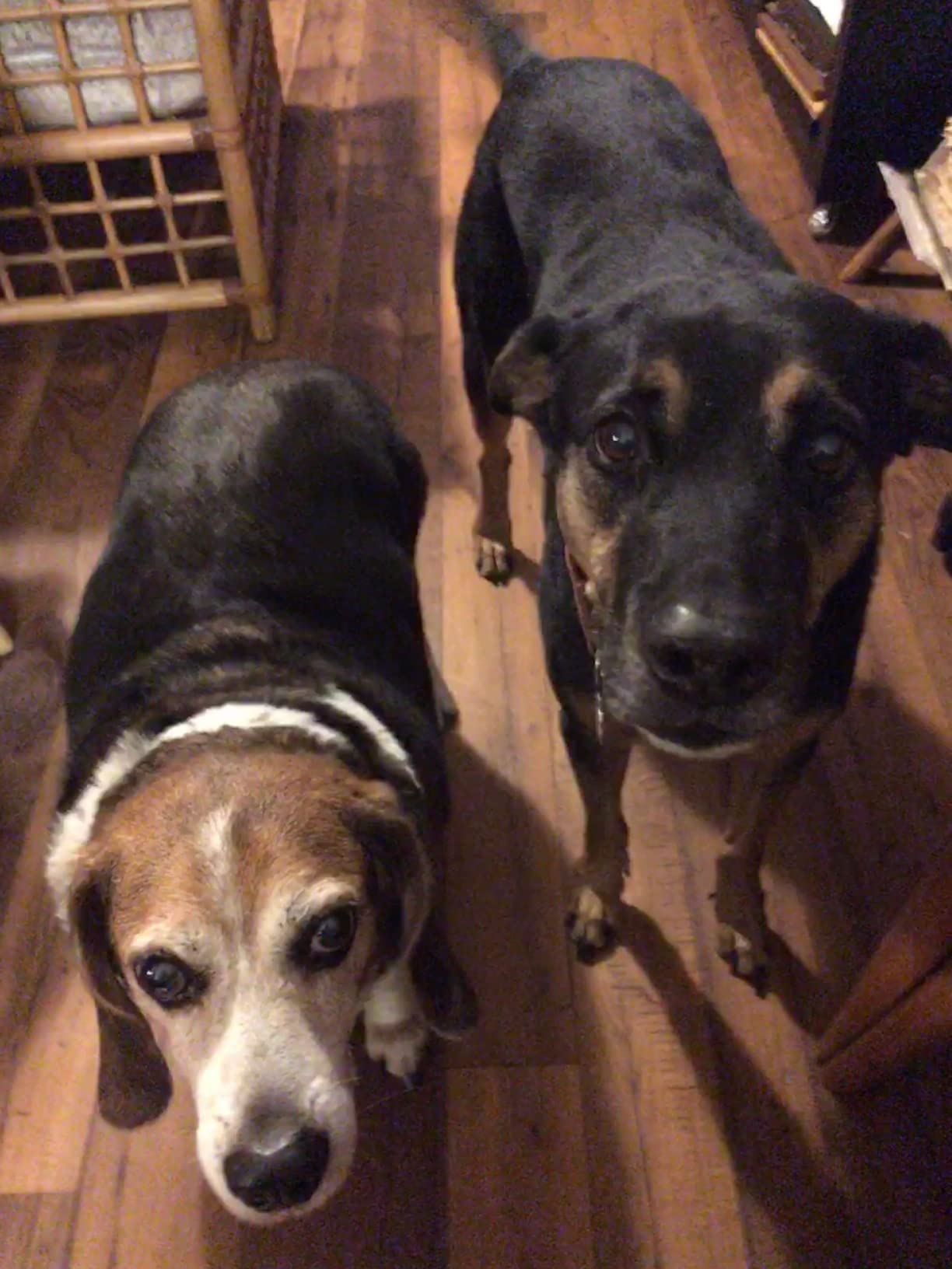 PetSafe Happy Ride Folding Dog Ramp - SUV Compatible Lightweight Pet Ramp with High Traction Walking Surface - Joint Strain Protection - Secure Foldable Design for Compact Storage customer photo 2