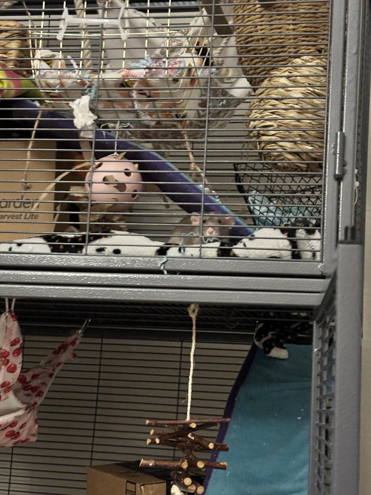 MidWest Homes for Pets Critter Nation Double Unit Small Animal Cage, 4 Tiers, Includes Pan, Shelf, Ramp & Cover, for Rats, Ferrets, Chinchillas, Sugar Gliders customer photo 1