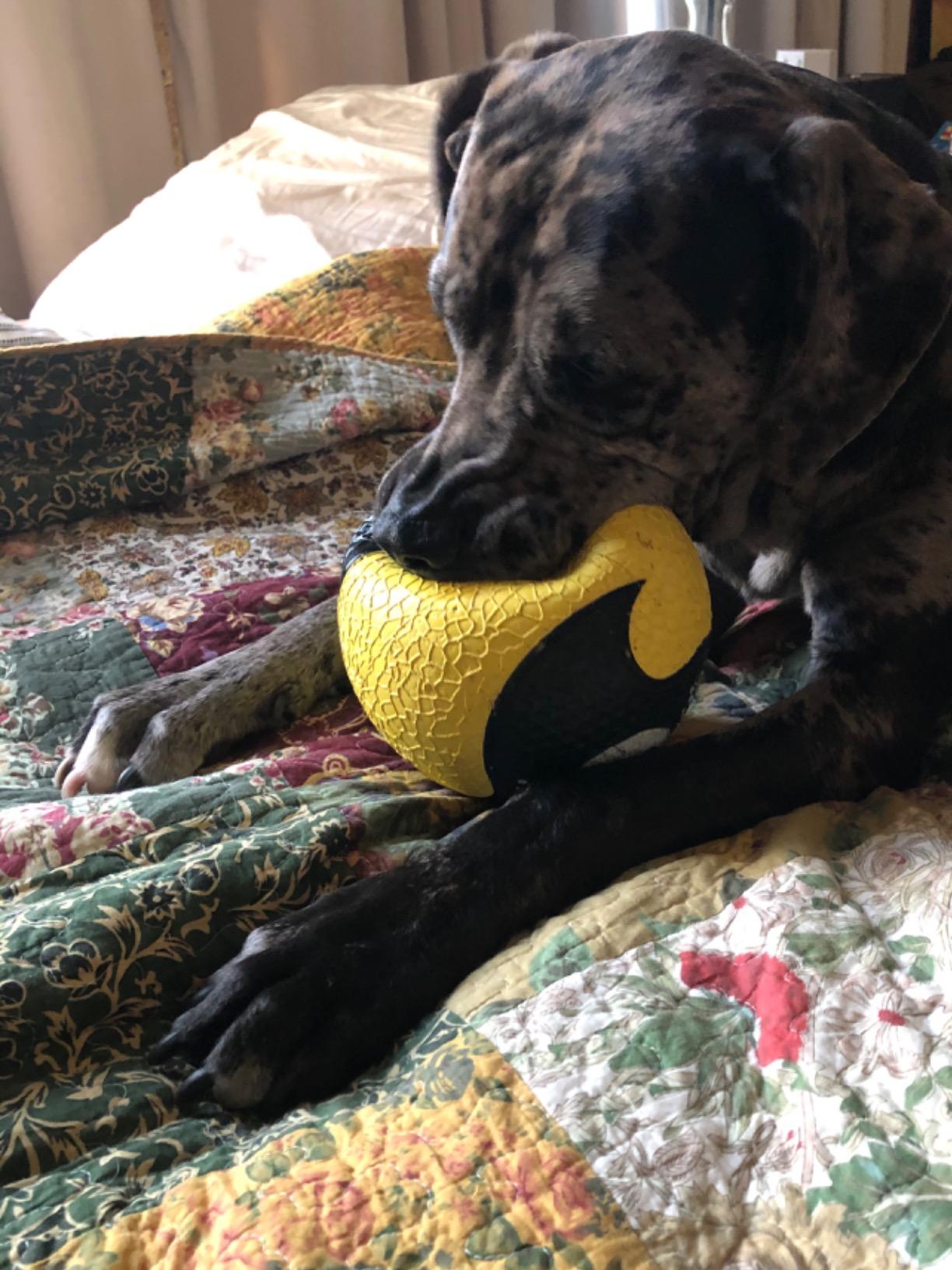 Champion Sports Rhino Elite Medicine Ball - Textured Surface, Superior Grip, Hollow Synthetic Rubber for Consistent Bounce & Durability, Multiple Weights & Colors customer photo 1