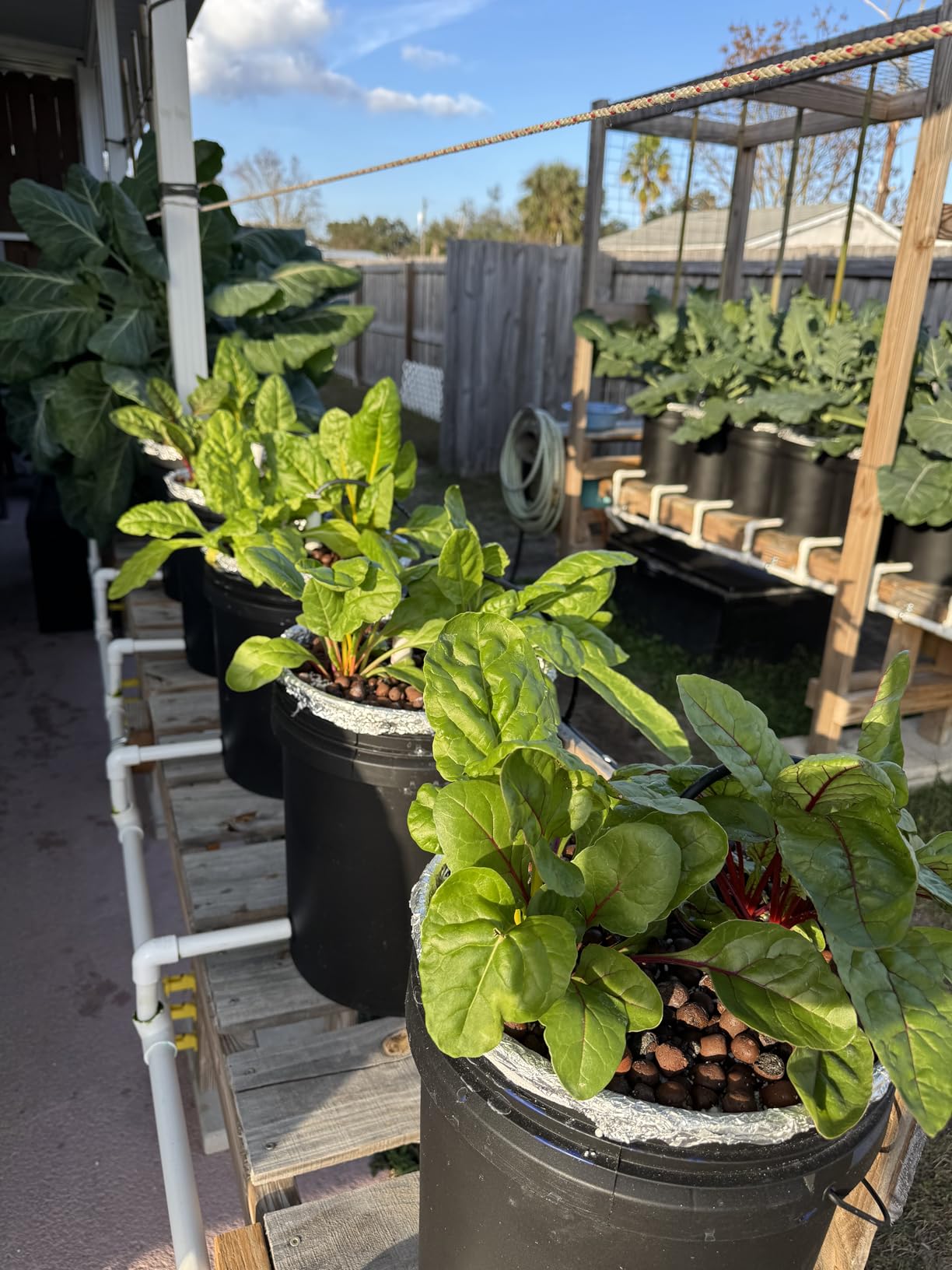 Bluelab TRUNV2 Truncheon Nutrient Meter, Digital Conductivity Tester in Water (Scales Include: EC, 500, ppm 700, CF, TDS) Tool for Hydroponic System and Indoor Plant Grow, White customer photo 1