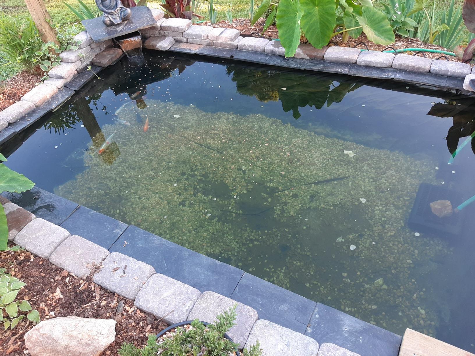 TotalPond UV Pond Clarifier customer photo 1
