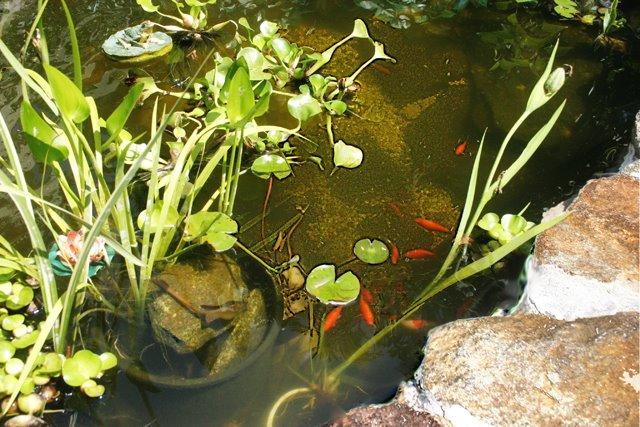 TotalPond UV Pond Clarifier customer photo 2
