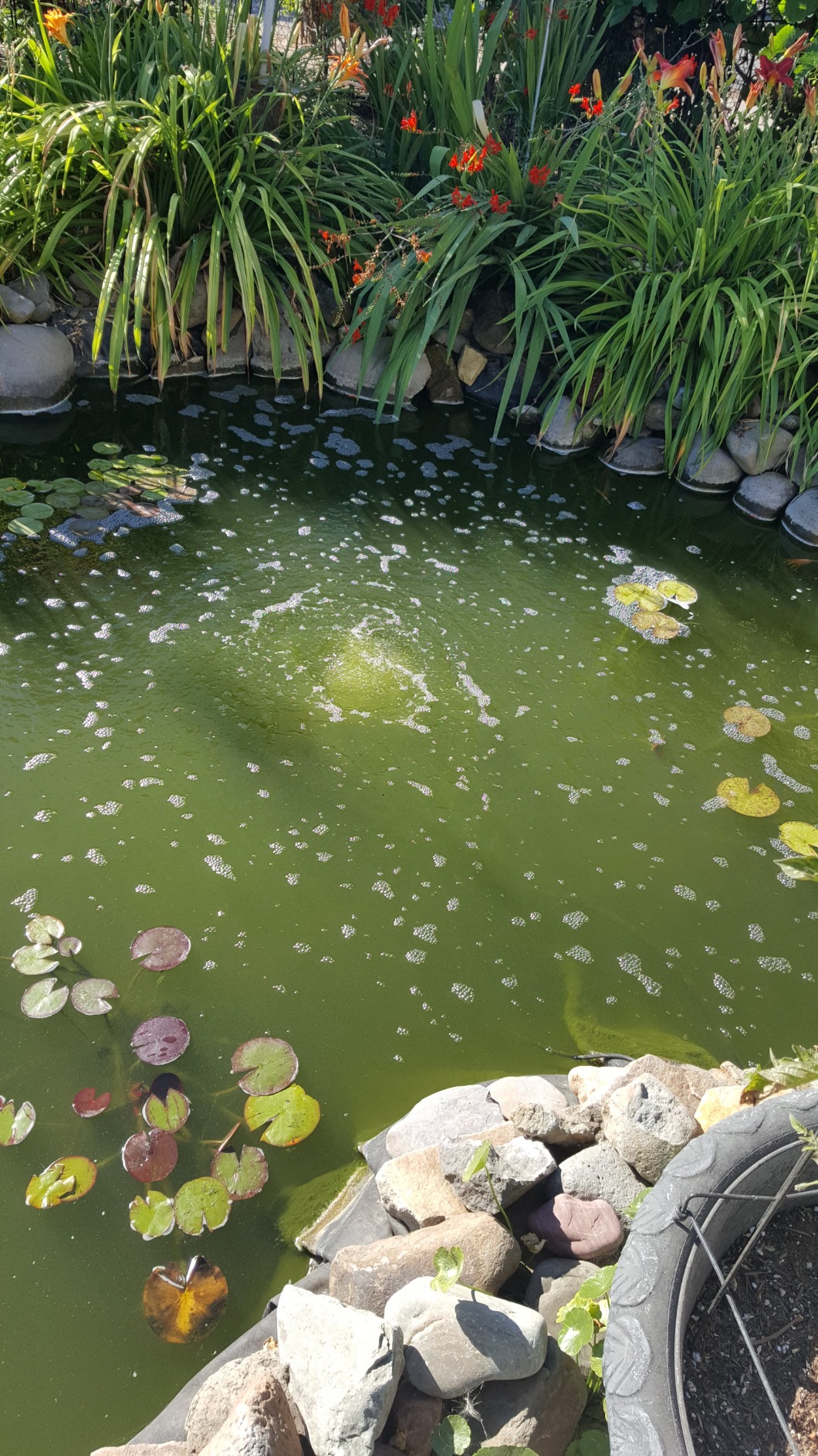 CrystalClear KoiAir 1, Complete Pond Aeration Kit, Water Garden Oxygenation Bubbler System Adds Oxygen to Koi & Fish Ponds, Outdoor Diaphragm Compressor Pump, Air Line & 1 Submersible Diffuser Stick customer photo 1