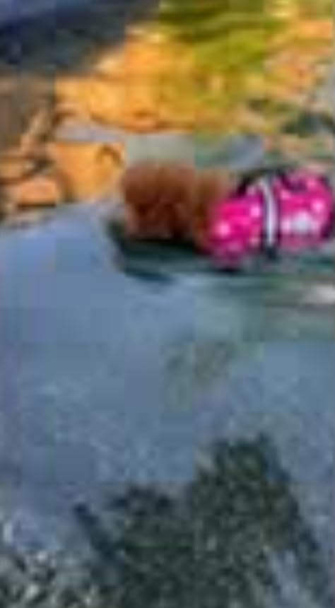 Paws Aboard Dog Life Jacket - Swimming Vest for Dogs, Adjustable, Reflective, Comfortable, Multiple Colors, Patterns, XX-Small to Extra Large Dog Swim Vest with Handle (Red, Medium) customer photo 2