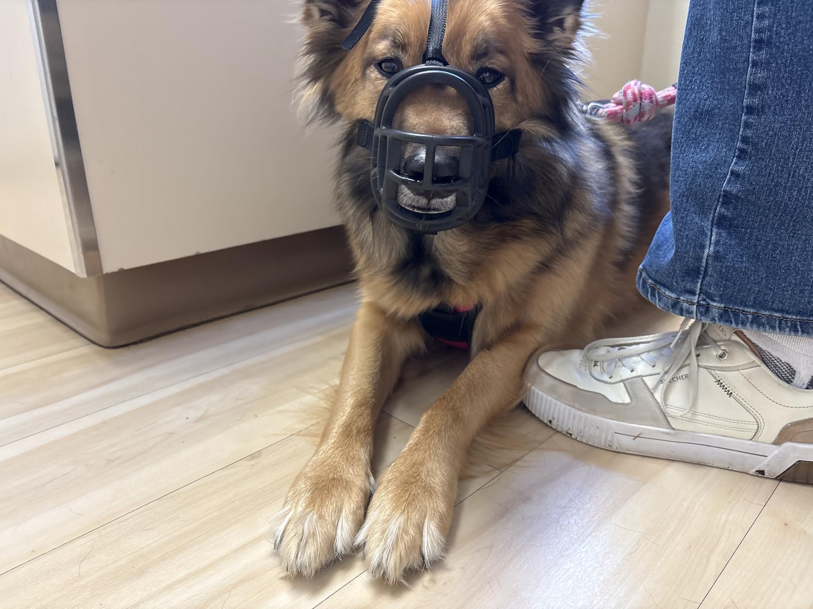 Baskerville ULTRA Muzzle - Patented Humane Design, Breathable, Dog can Pant and Drink, Adjustable, Padded, Dog Training Muzzle for Large Dogs, Prevents Biting, Wildlife Scavenging (Size 5, Black) customer photo 1