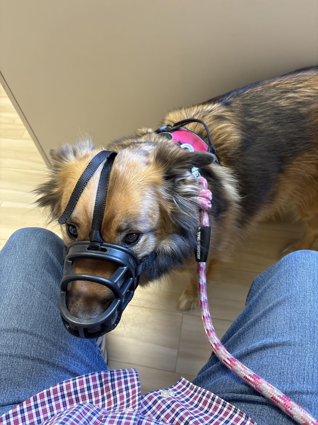 Baskerville ULTRA Muzzle - Patented Humane Design, Breathable, Dog can Pant and Drink, Adjustable, Padded, Dog Training Muzzle for Large Dogs, Prevents Biting, Wildlife Scavenging (Size 5, Black) customer photo 2