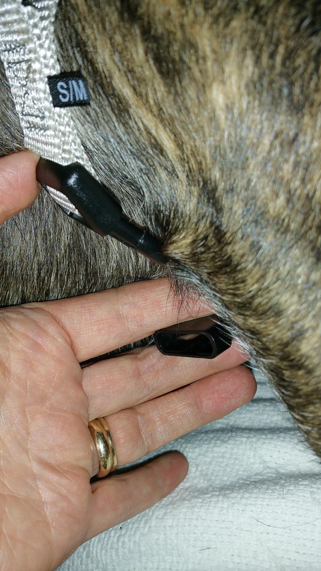 PetSafe Easy Walk No-Pull Dog Harness - The Ultimate Harness to Help Stop Pulling - Take Control & Teach Better Leash Manners - Helps Prevent Pets Pulling on Walks, Small, Raspberry/Gray customer photo 1