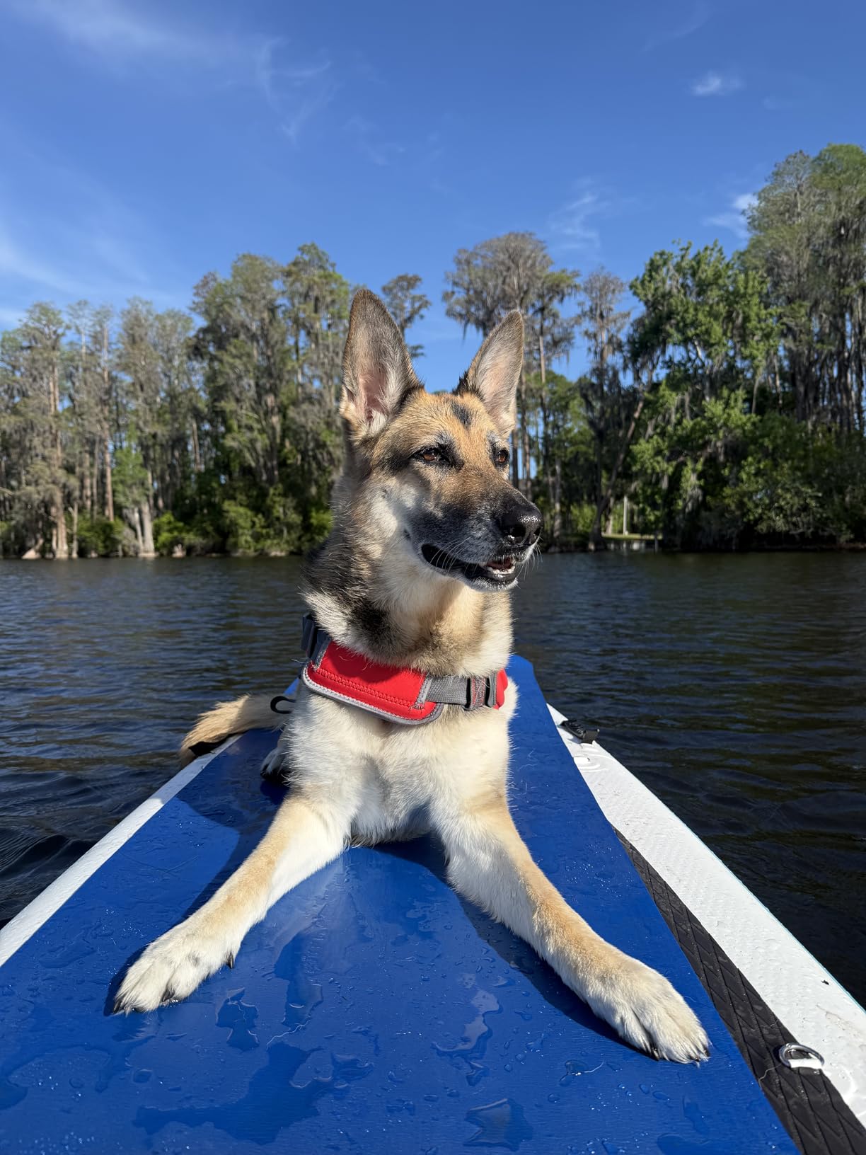 Outward Hound Granby Splash Orange Dog Life Jacket, Large customer photo 1