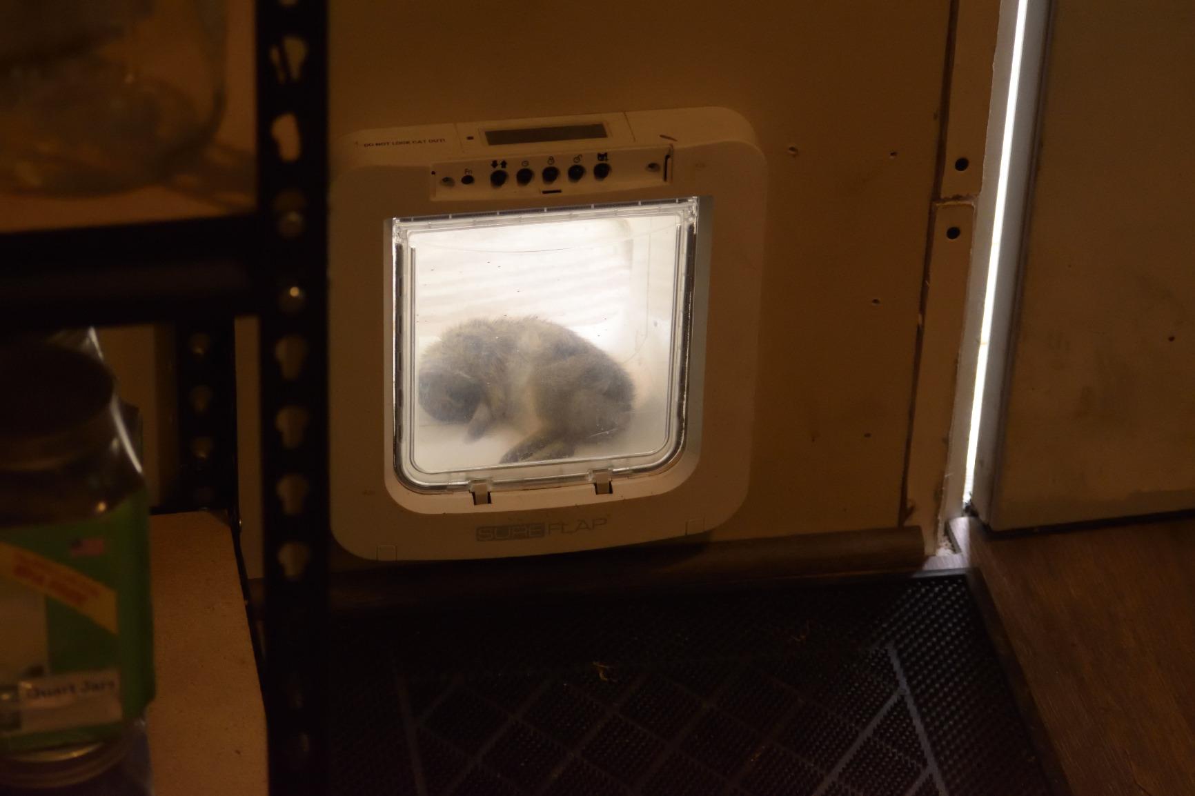 SureFlap-Sure Petcare Microchip Pet Door (White) customer photo 1