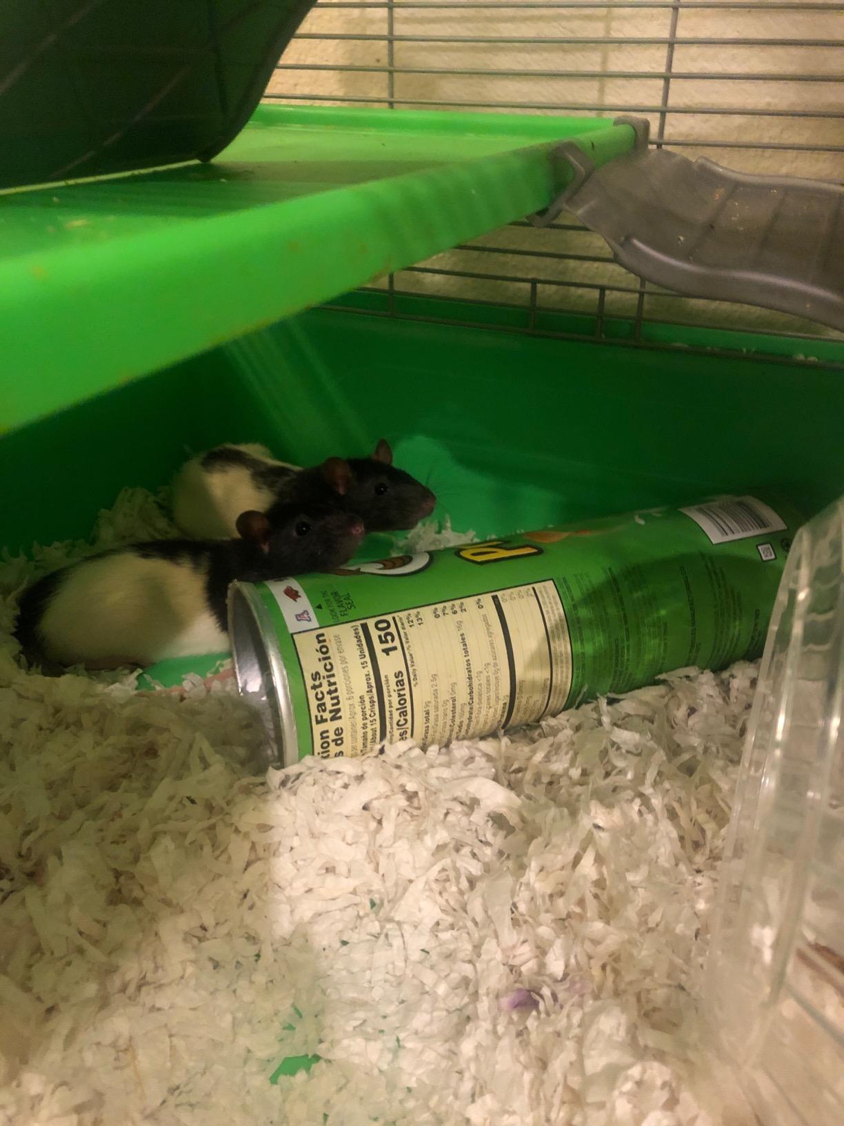 Kaytee My First Home Multi-Level Exotics Habitat for Pet Chinchillas, Rats, Degus, Sugar Gliders and Other Exotic Small Animals customer photo 2