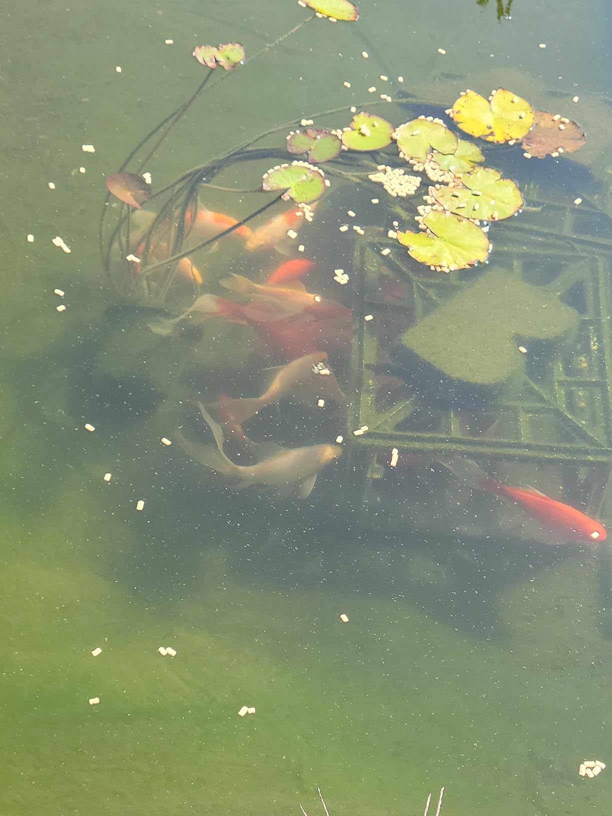 Aquascape 95053 UltraKlean 2000 Gallon Biological Pressure Filter with 14 Watt UV Clarifier Sterilizer for Pond Water Feature, 2,700 GPH customer photo 1