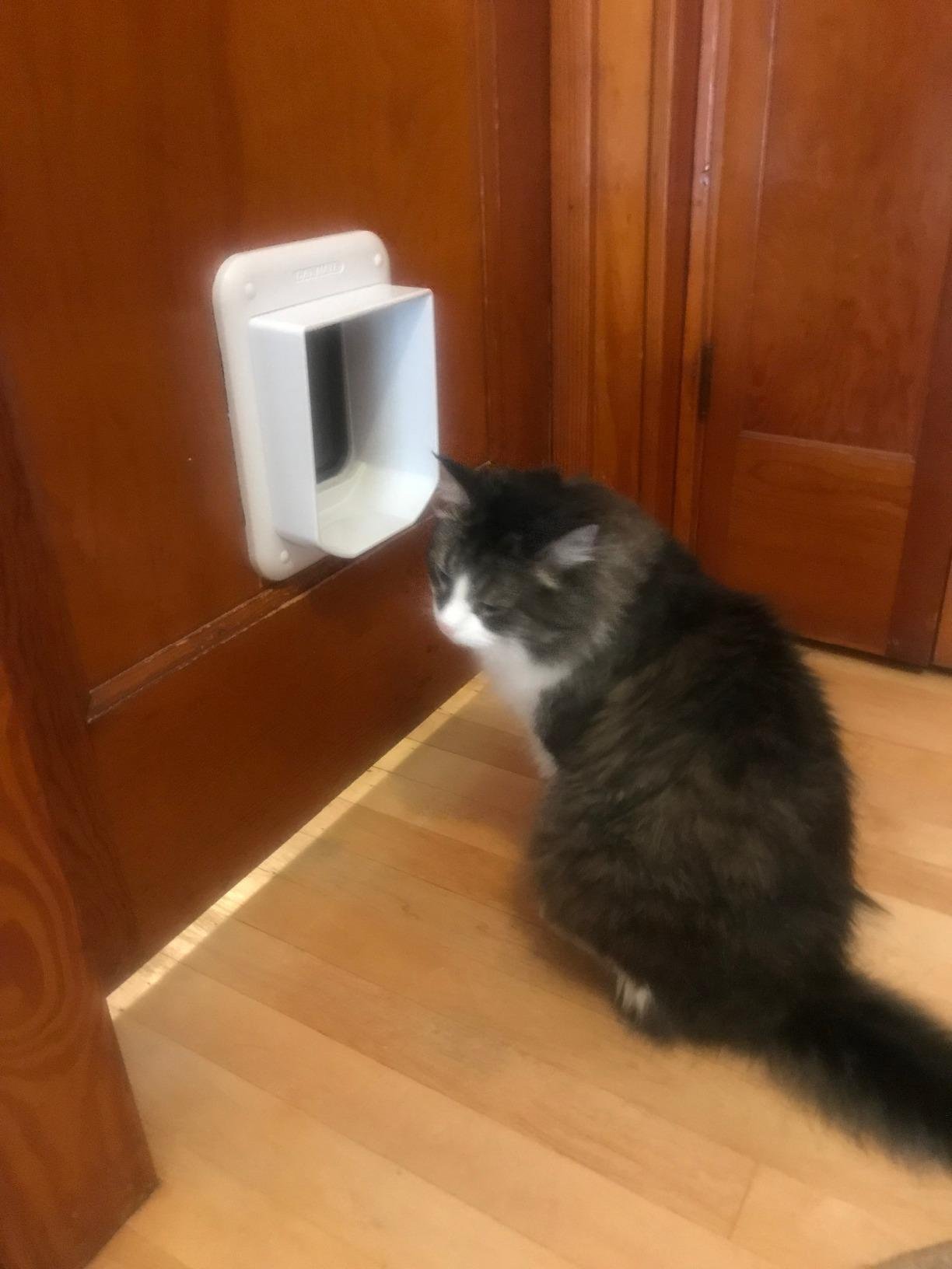 Cat Mate Microchip Activated Cat Flap, For Cats and Small Dogs, Easy Installation in UPVC Doors, Glass, and Wooden Doors - White customer photo 1