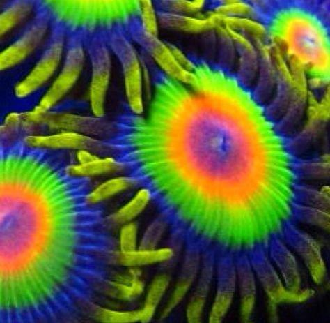 Salifert Master Reef Testing Combo Kit - Saltwater Aquariums customer photo 2