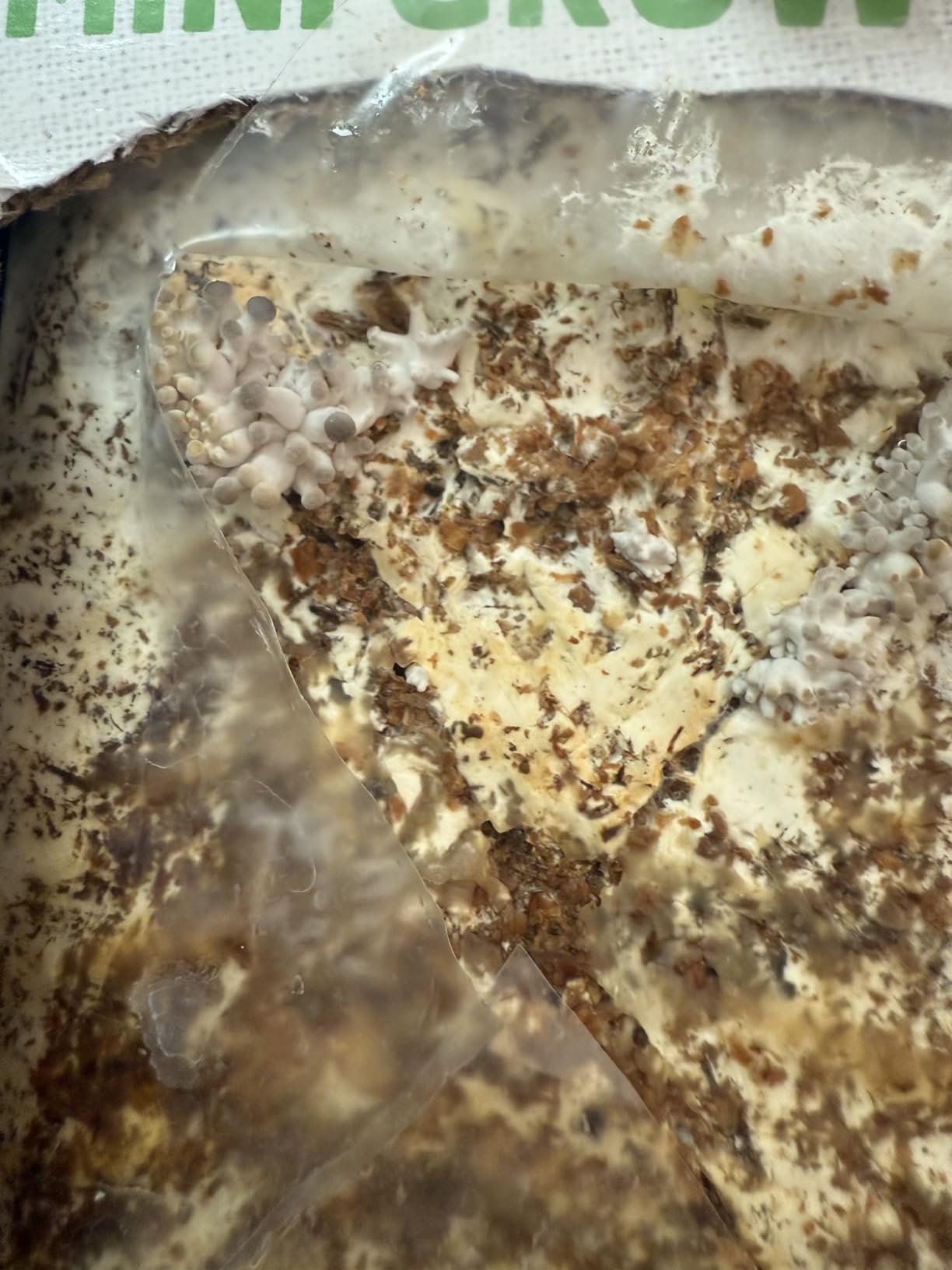 Back to the Roots Organic Mini Mushroom Grow Kit, Harvest Gourmet Oyster Mushrooms In 10 days, Top Gardening Gift, Holiday Gift, & Unique Gift customer photo 1