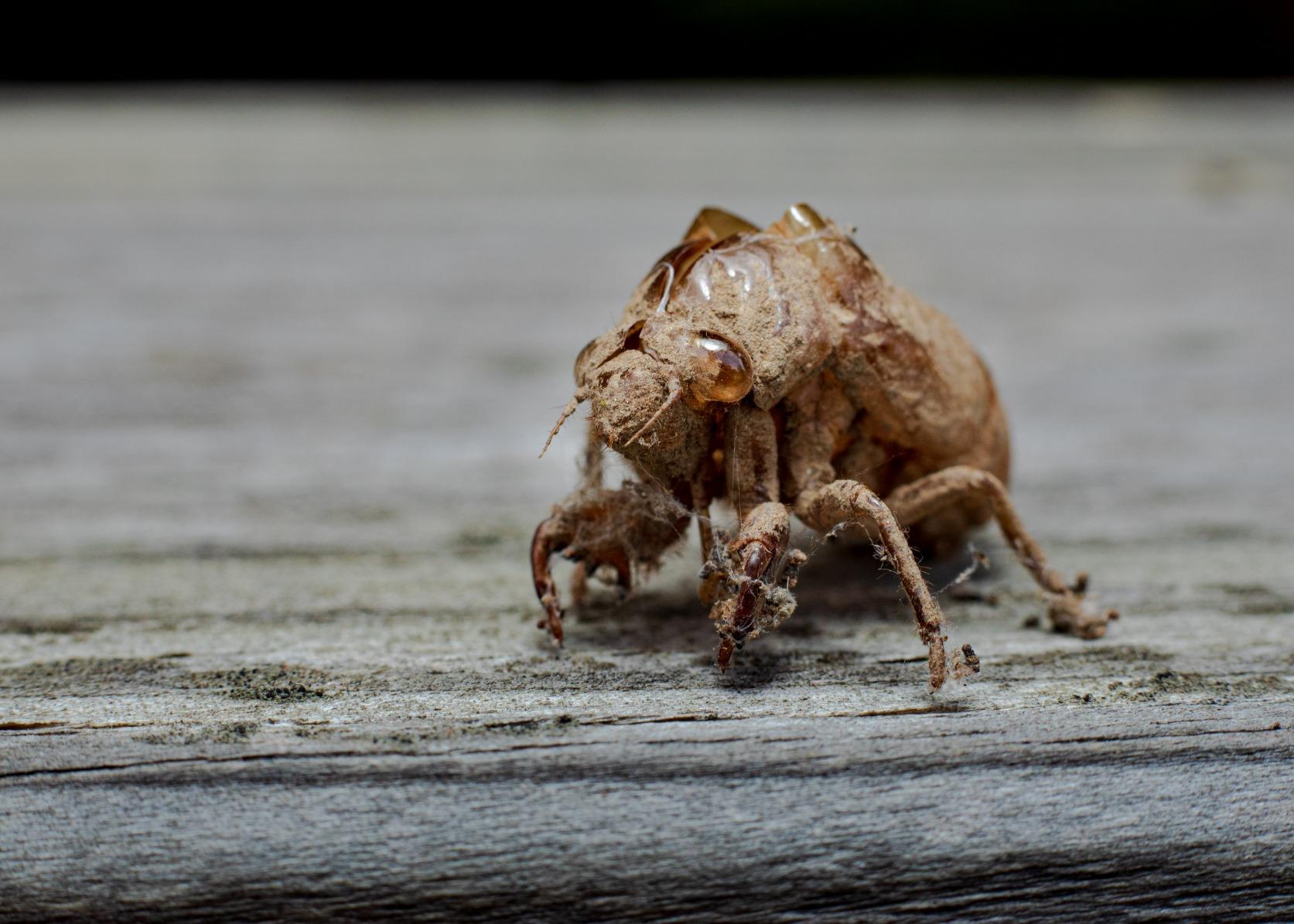 Canon EF 50mm f/1.8 STM Lens, Black customer photo 1
