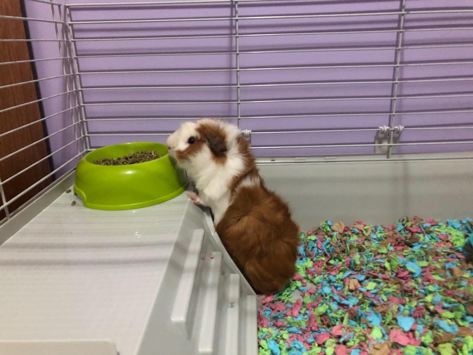 Ferplast Cavie Guinea Pig Cage & Rabbit Cage | Pet Cage Includes All Accessories to Get You Started & a 1-Year Warranty customer photo 2