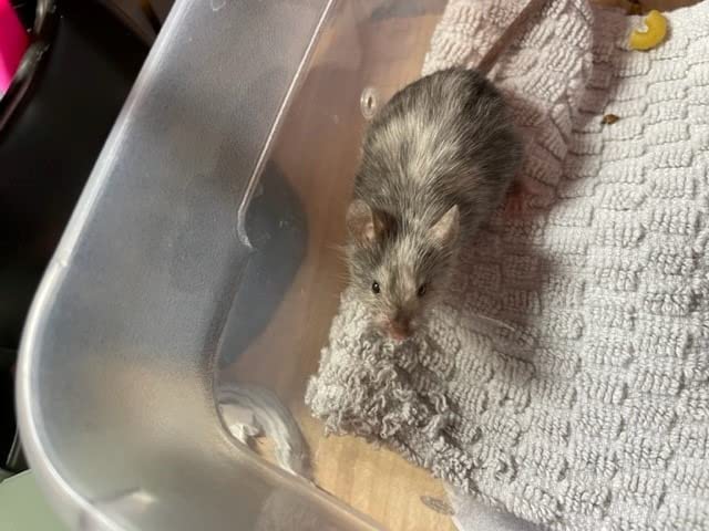 Ferplast Laura Small Hamster Cage | Fun & Interactive Cage Measures 18.11L x 11.61W x 14.8H & Includes All Accessories customer photo 1