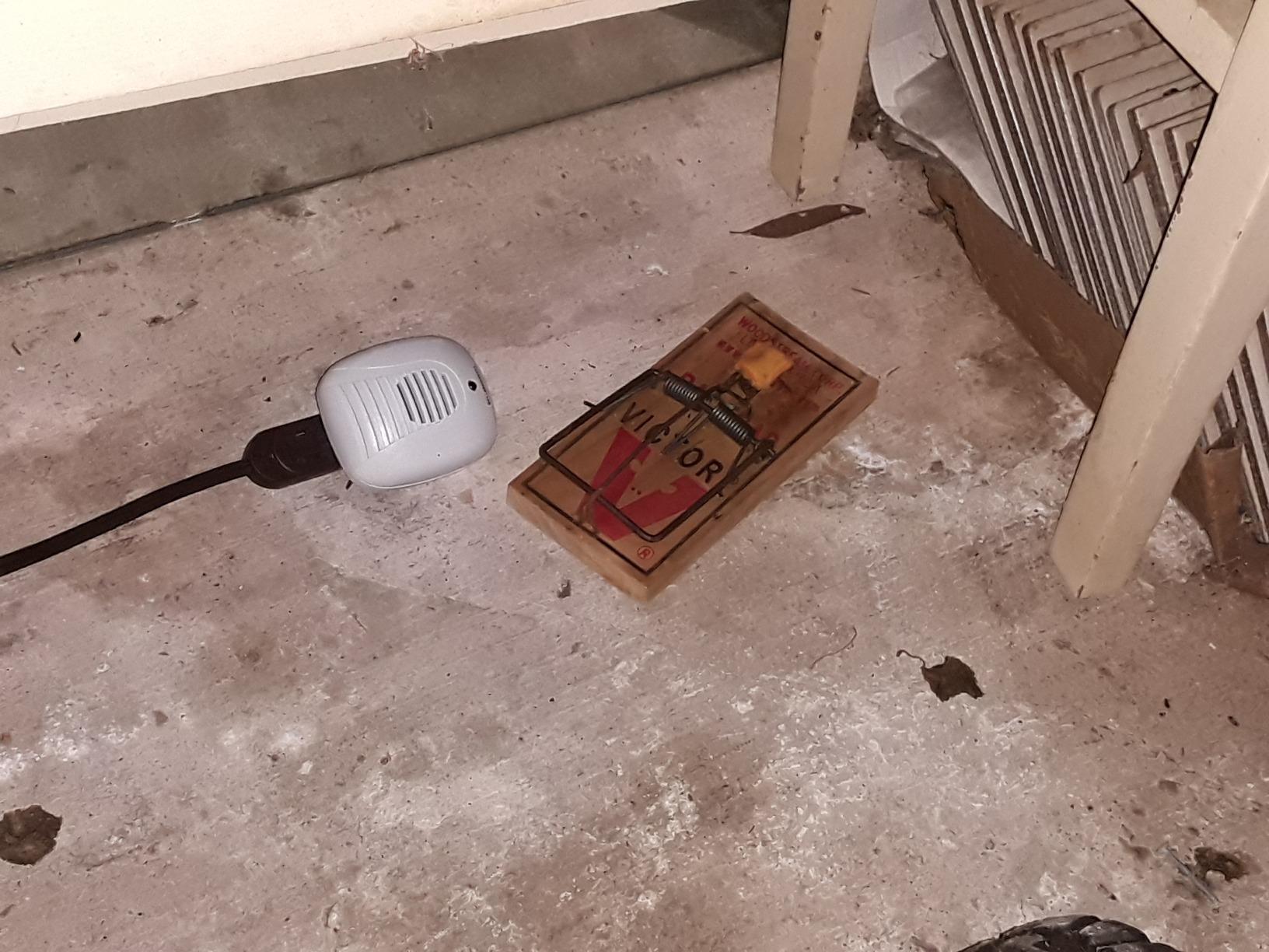 Bell + Howell Ultrasonic Pest Repeller Home Kit (Pack of 3), Ultrasonic Pest Repeller, Pest Repellent for Home, Bedroom, Office, Kitchen, Warehouse, Hotel, Safe for Human and Pet customer photo 2