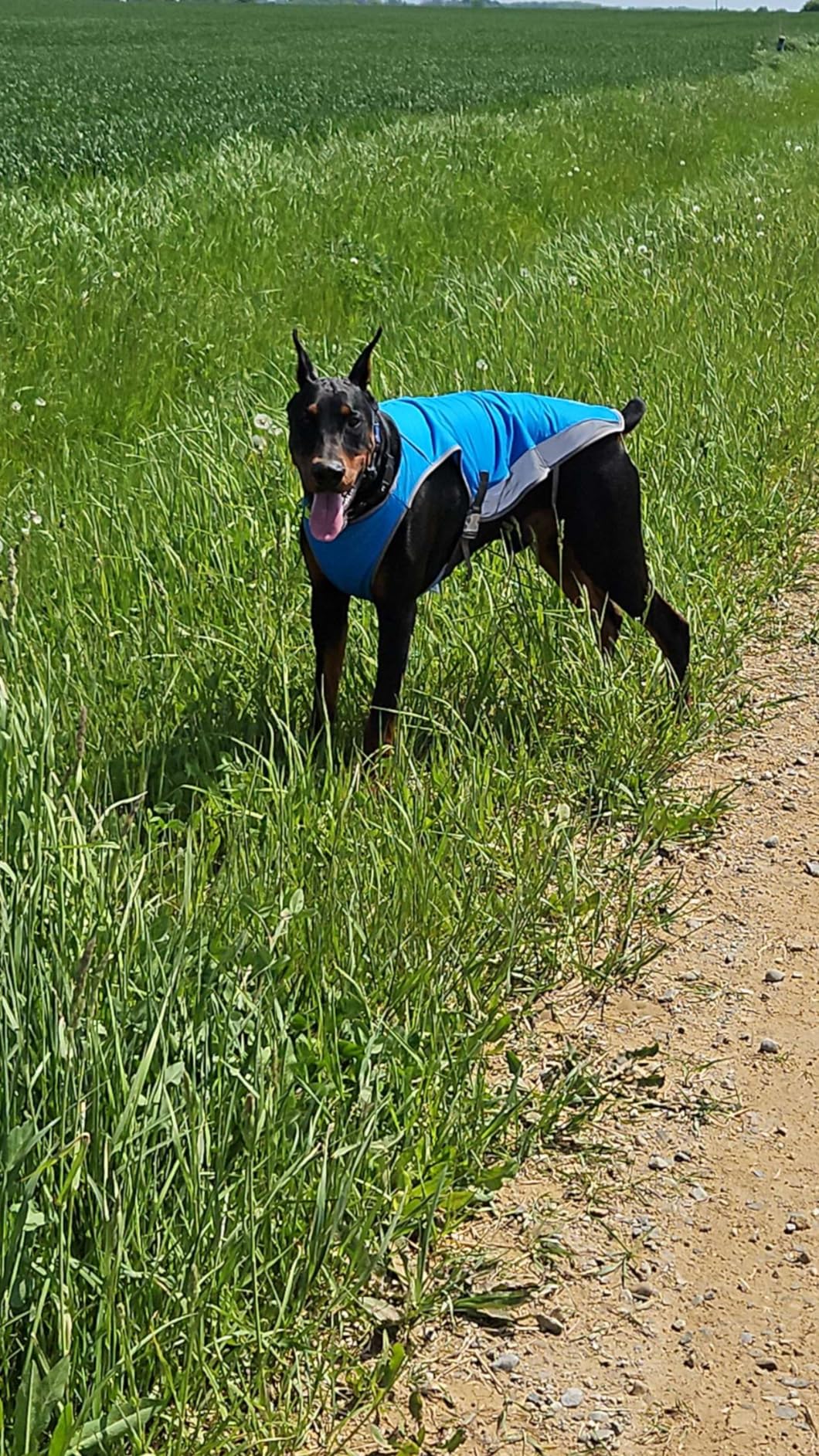 Canada Pooch Dog Cooling Vest - Evaporative Cooling Vest for Dogs with Breathable Mesh Material & Reflective Lining, Adjustable Dog Cooling Vest Great for Dogs 12 (11-13