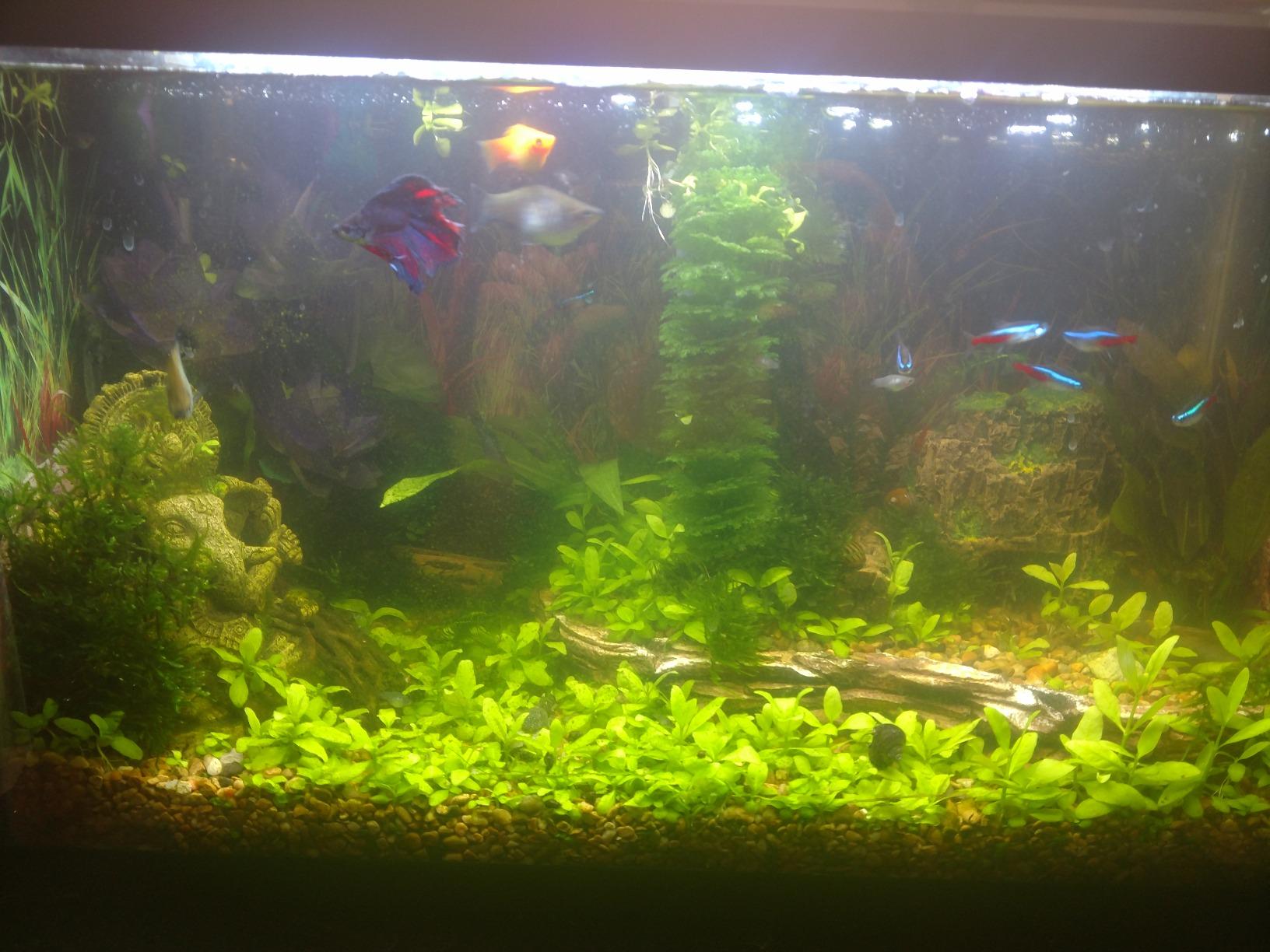 AquaSprouts Aquaponics Garden, Self-Sustaining Desktop Aquarium Hydroponics Ecosystem Kit, fits Standard 10 Gallon Aquariums customer photo 1